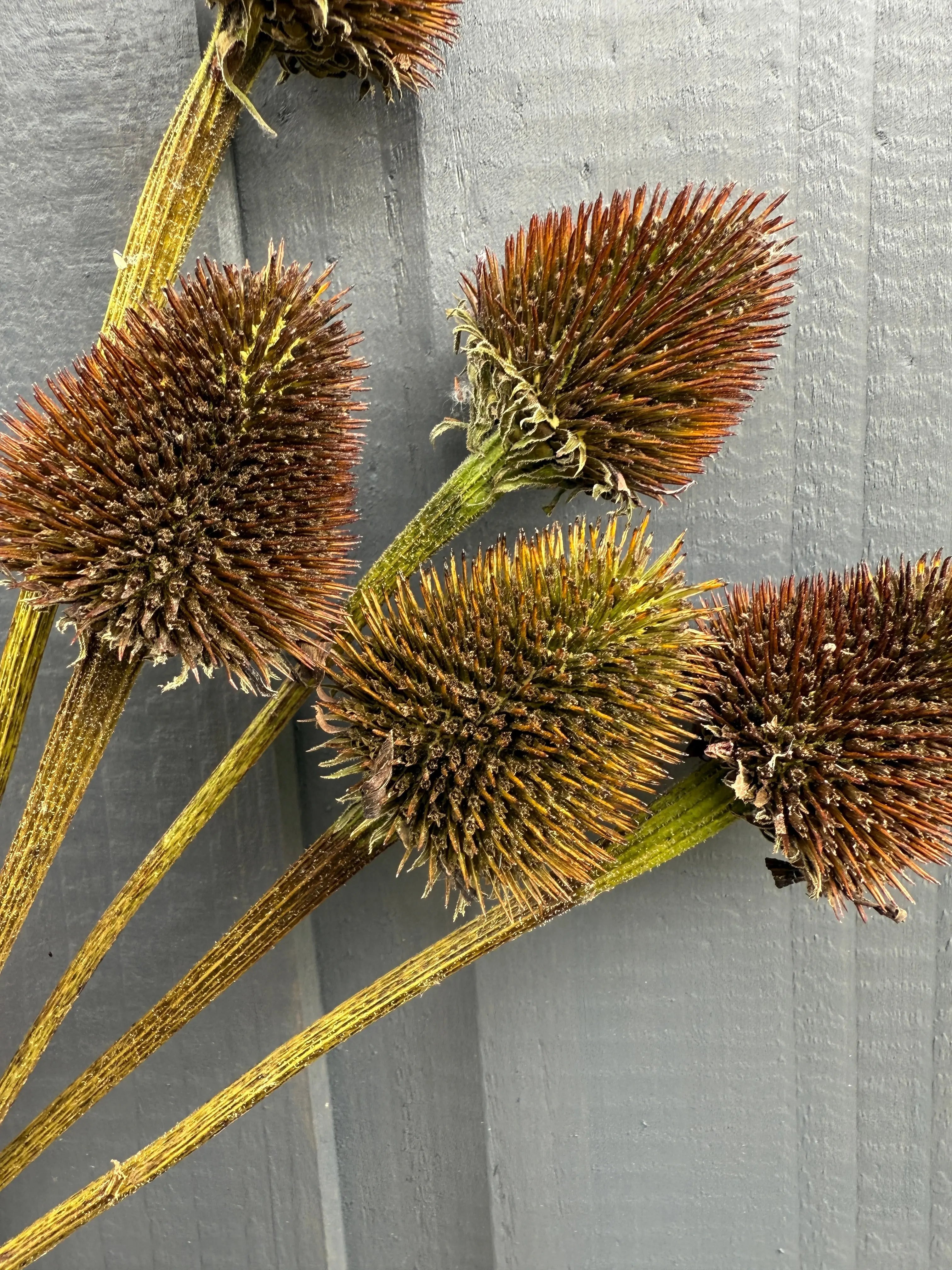 Echinacea Cones Dried - REGN