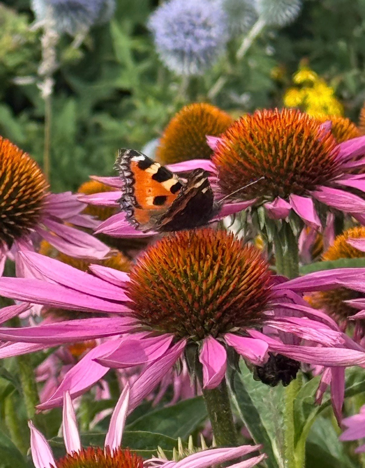 Echinacea Purple Coneflower - REGN