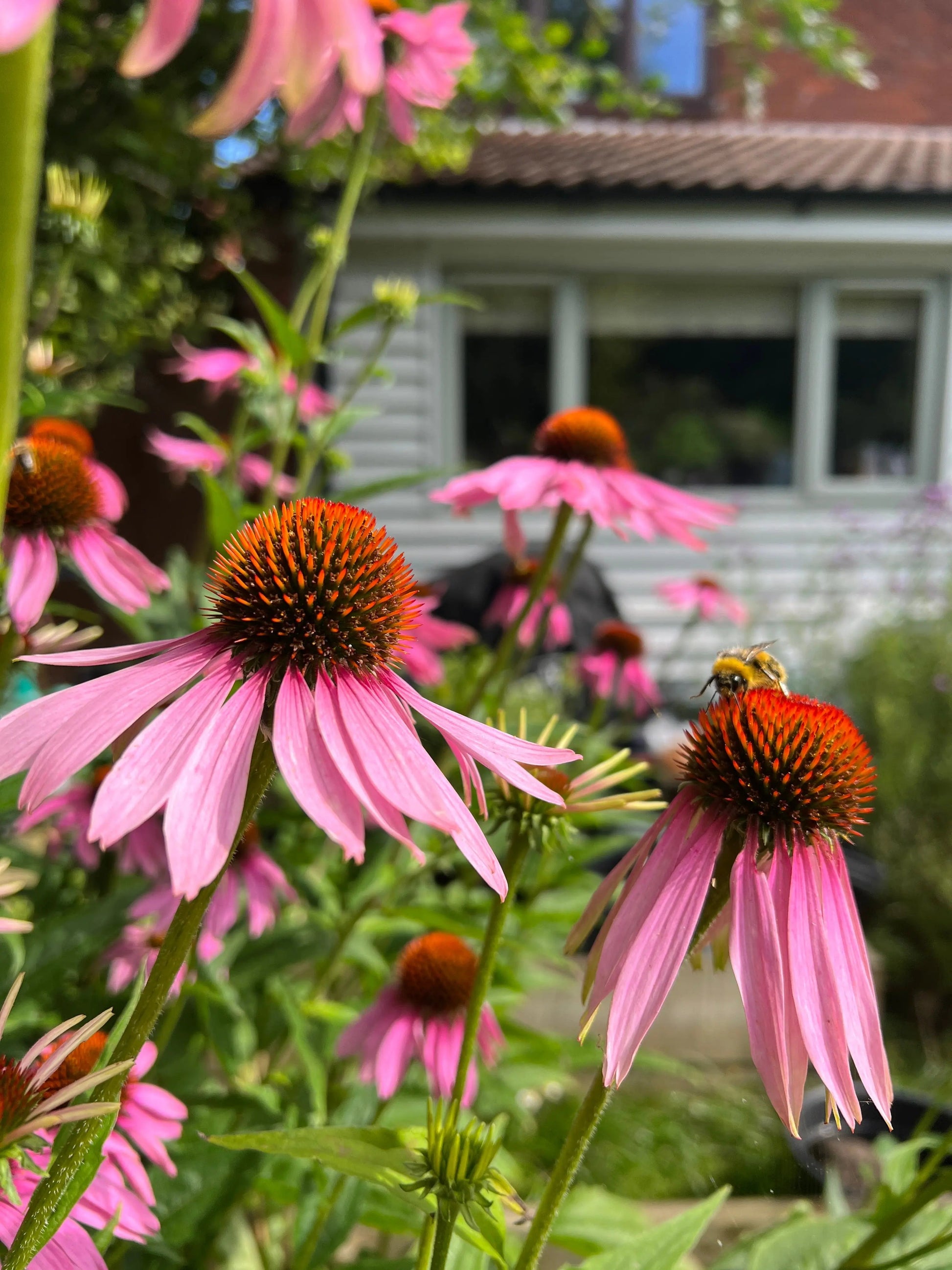Echinacea Purple Coneflower - REGN
