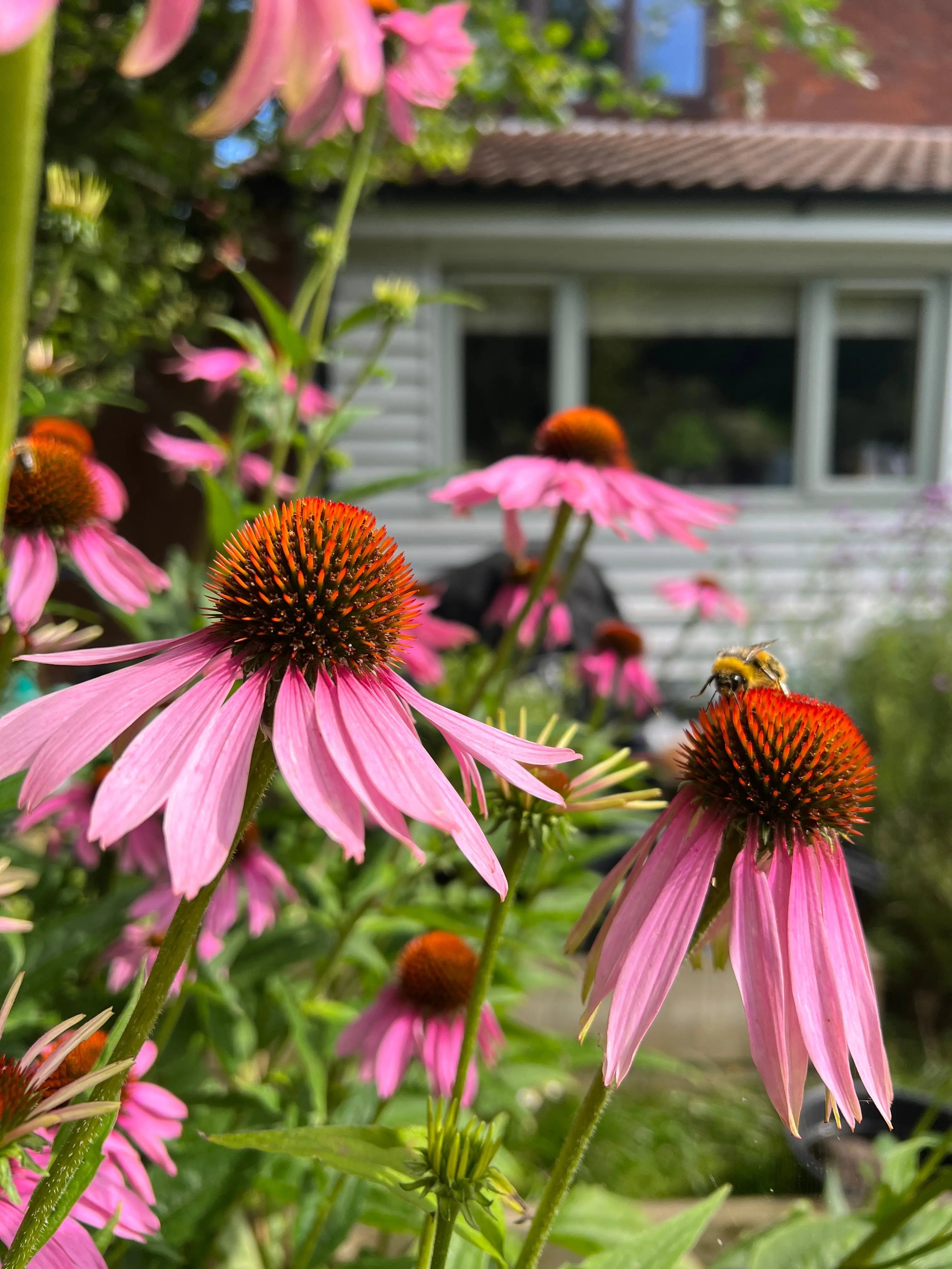 Echinacea Purple Coneflower - REGN
