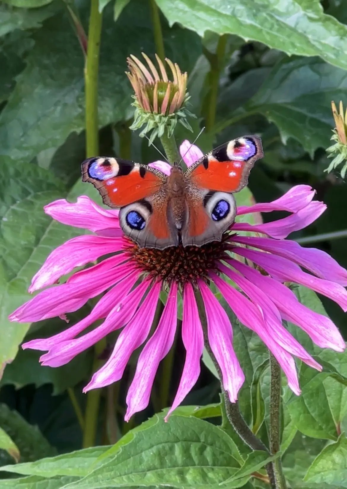 Echinacea Purple Coneflower - REGN