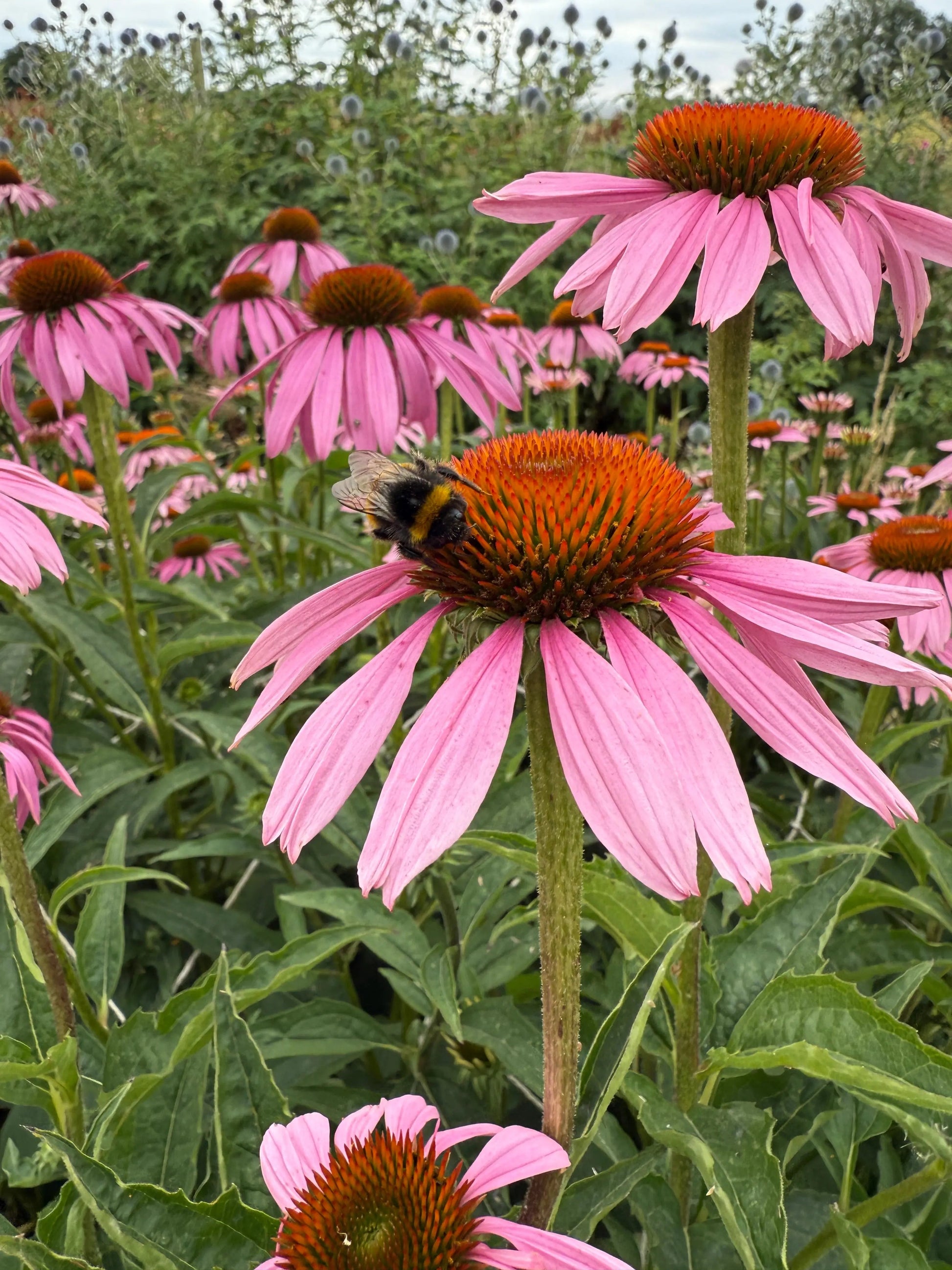 Echinacea Purple Coneflower - REGN