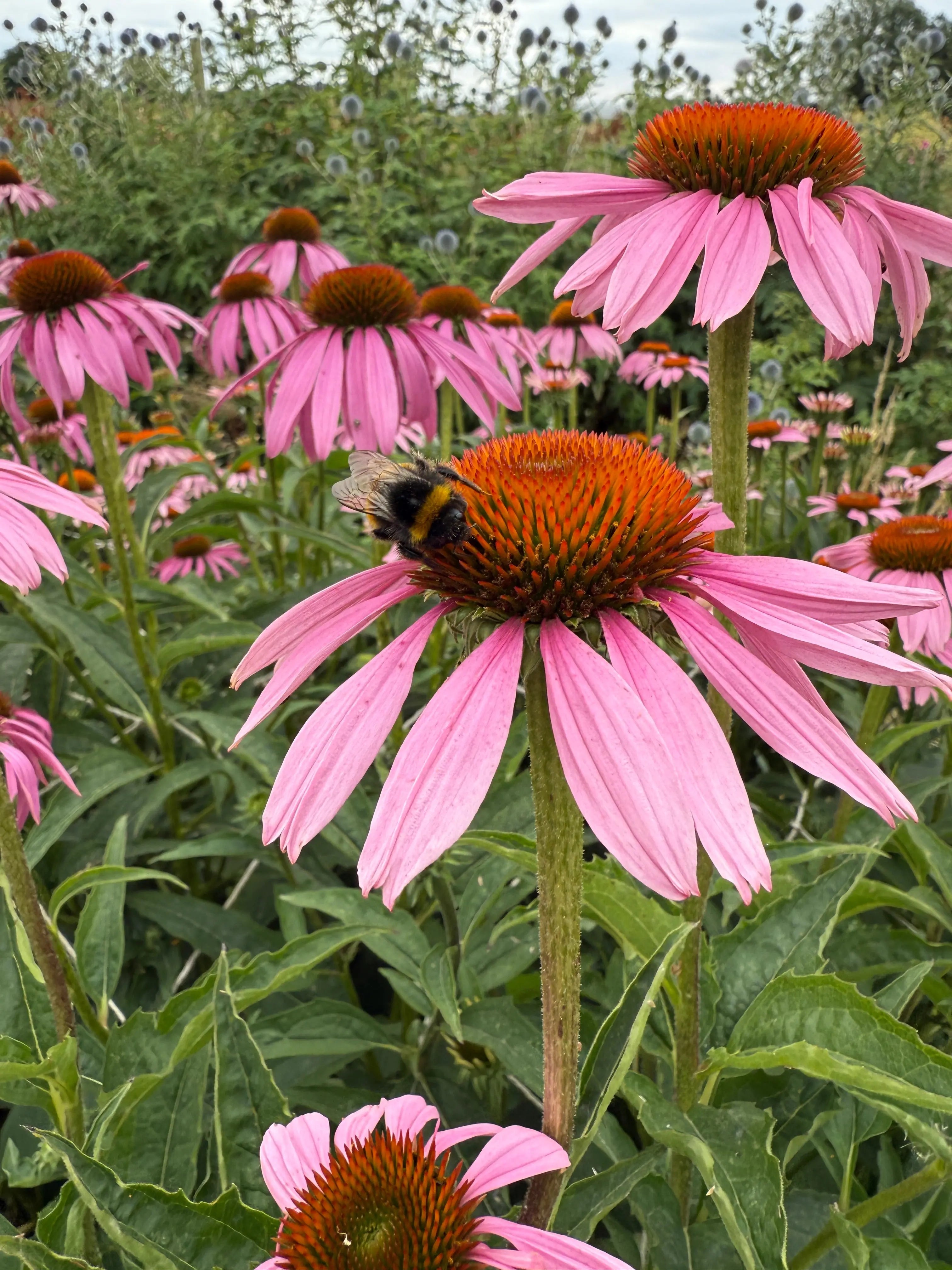 Echinacea Purple Coneflower - REGN