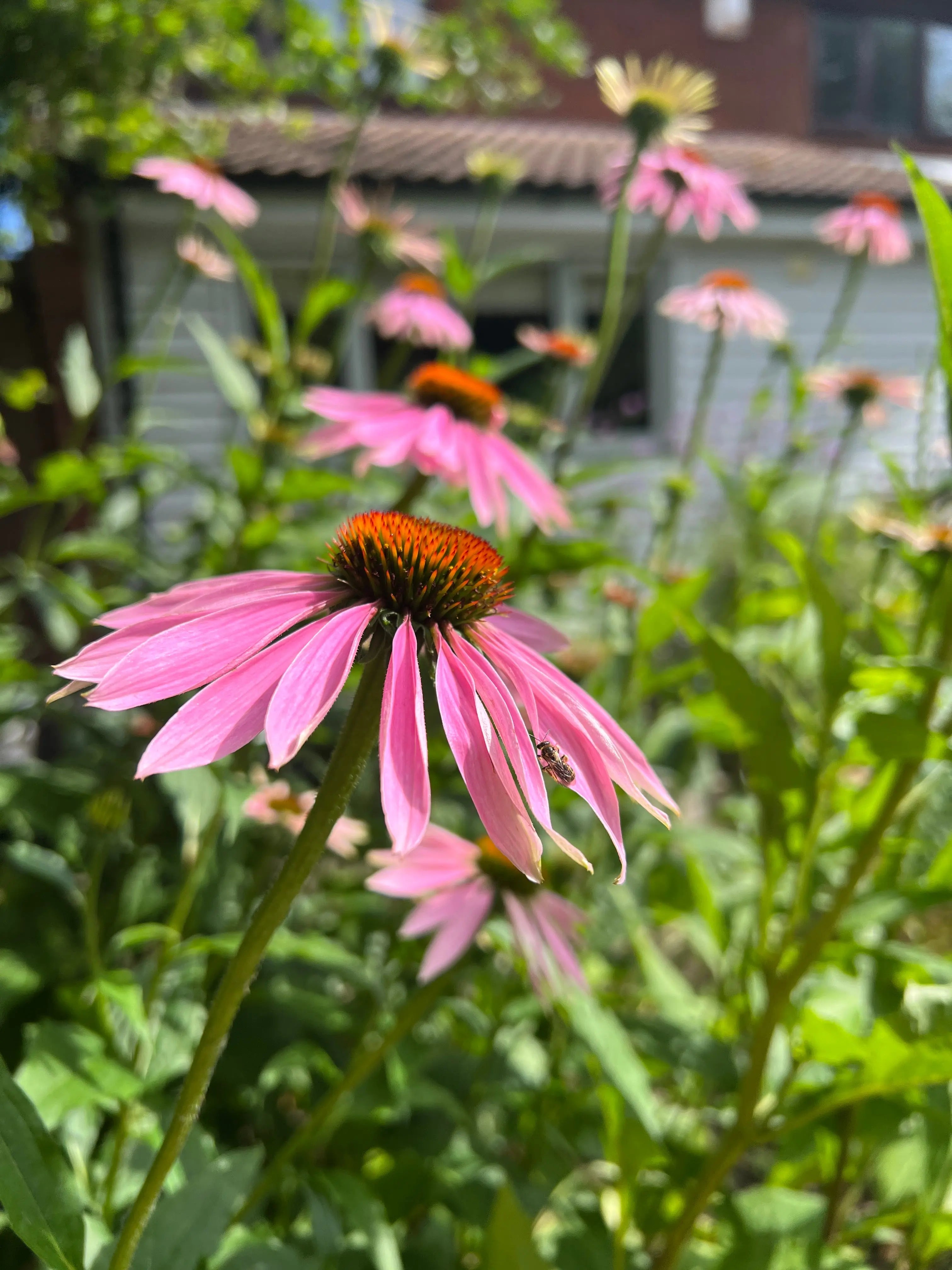 Echinacea Purple Coneflower - REGN