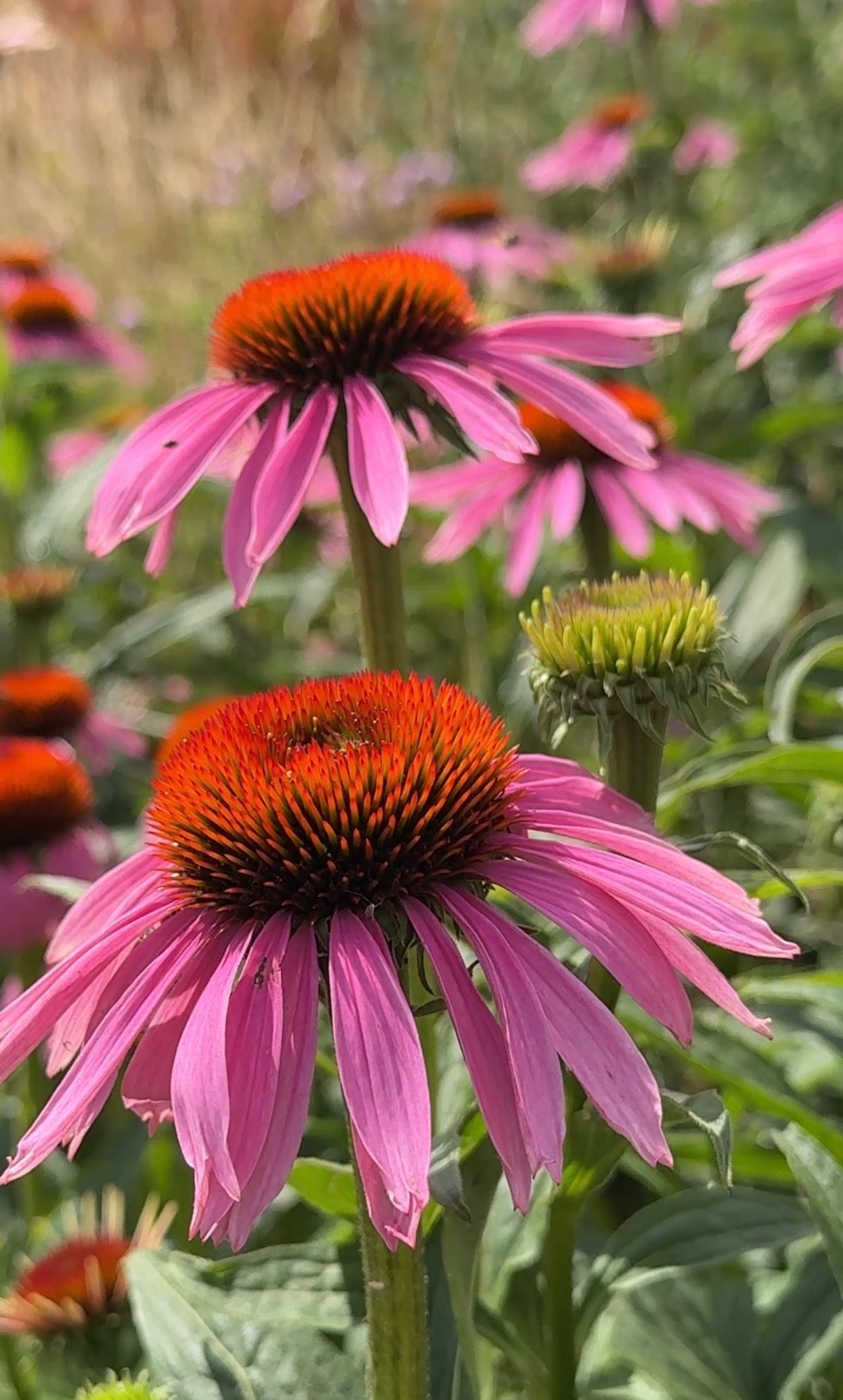 Echinacea Purple Coneflower - REGN