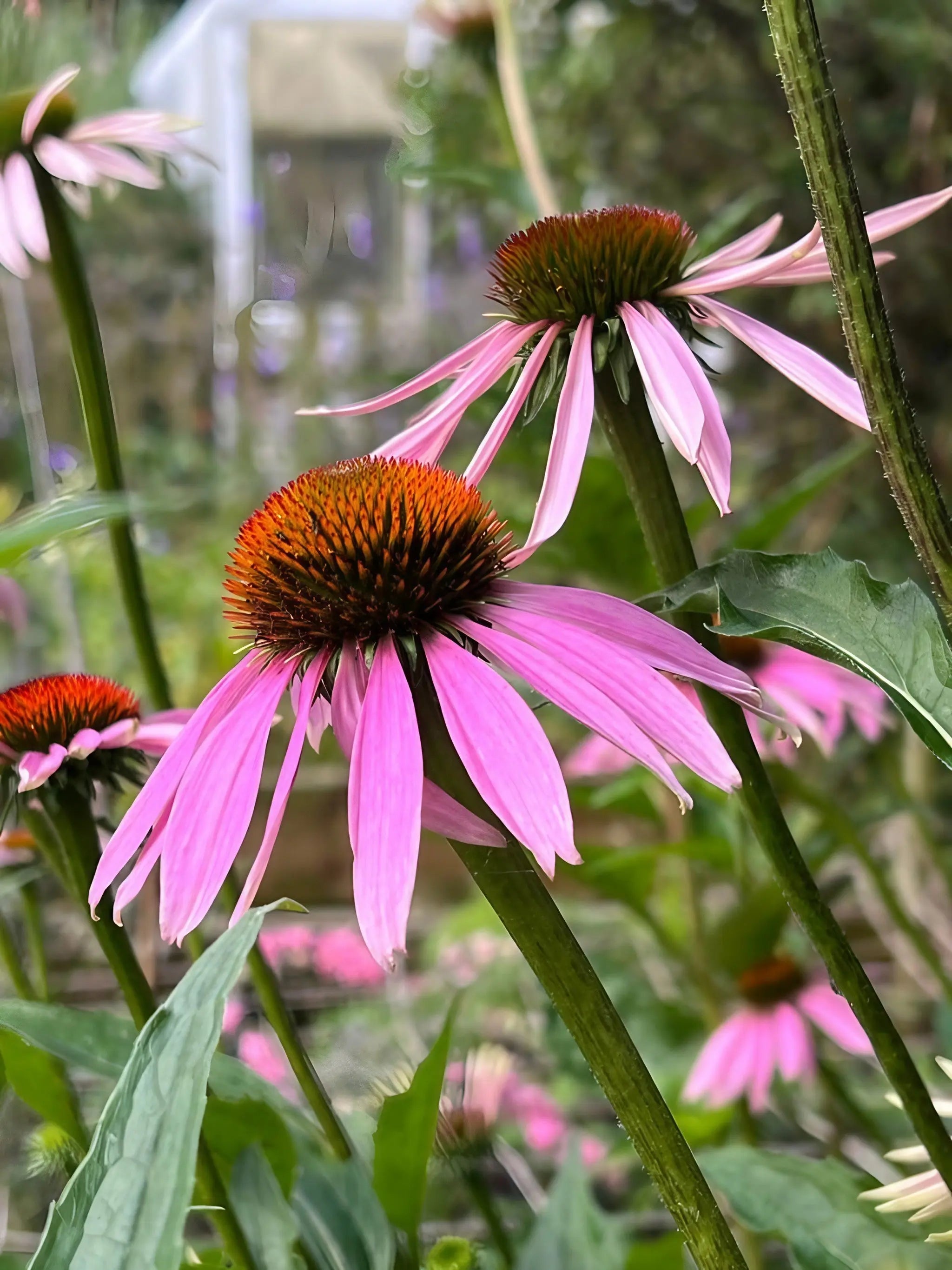 Echinacea Purple Coneflower - REGN