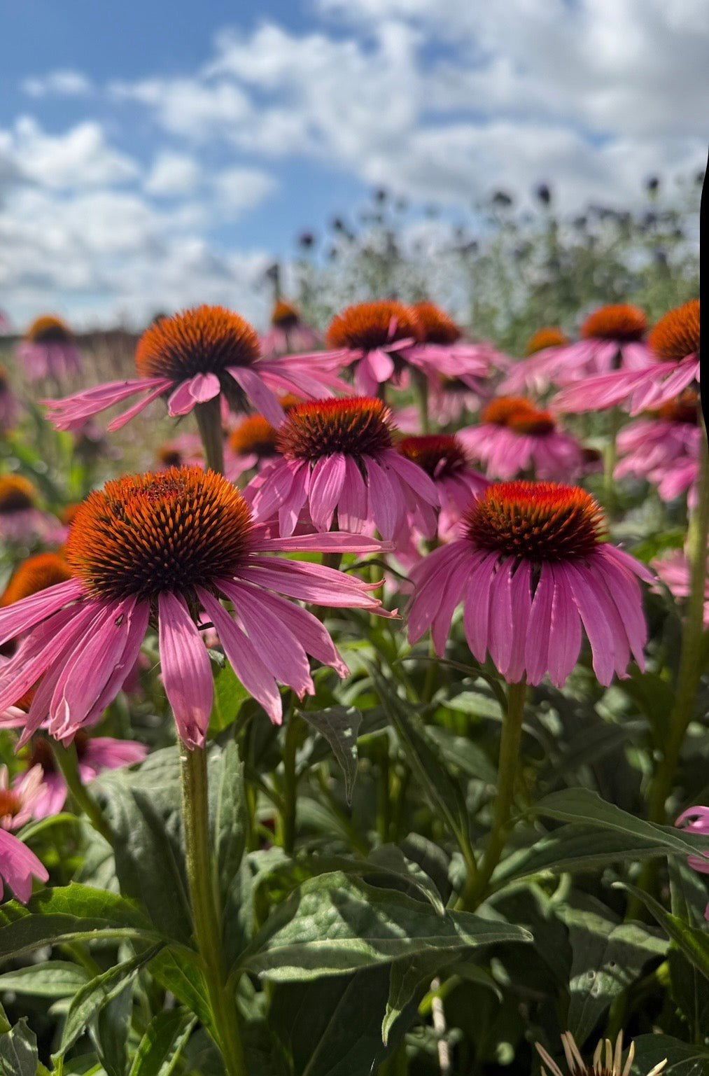 Echinacea Purple Coneflower - REGN