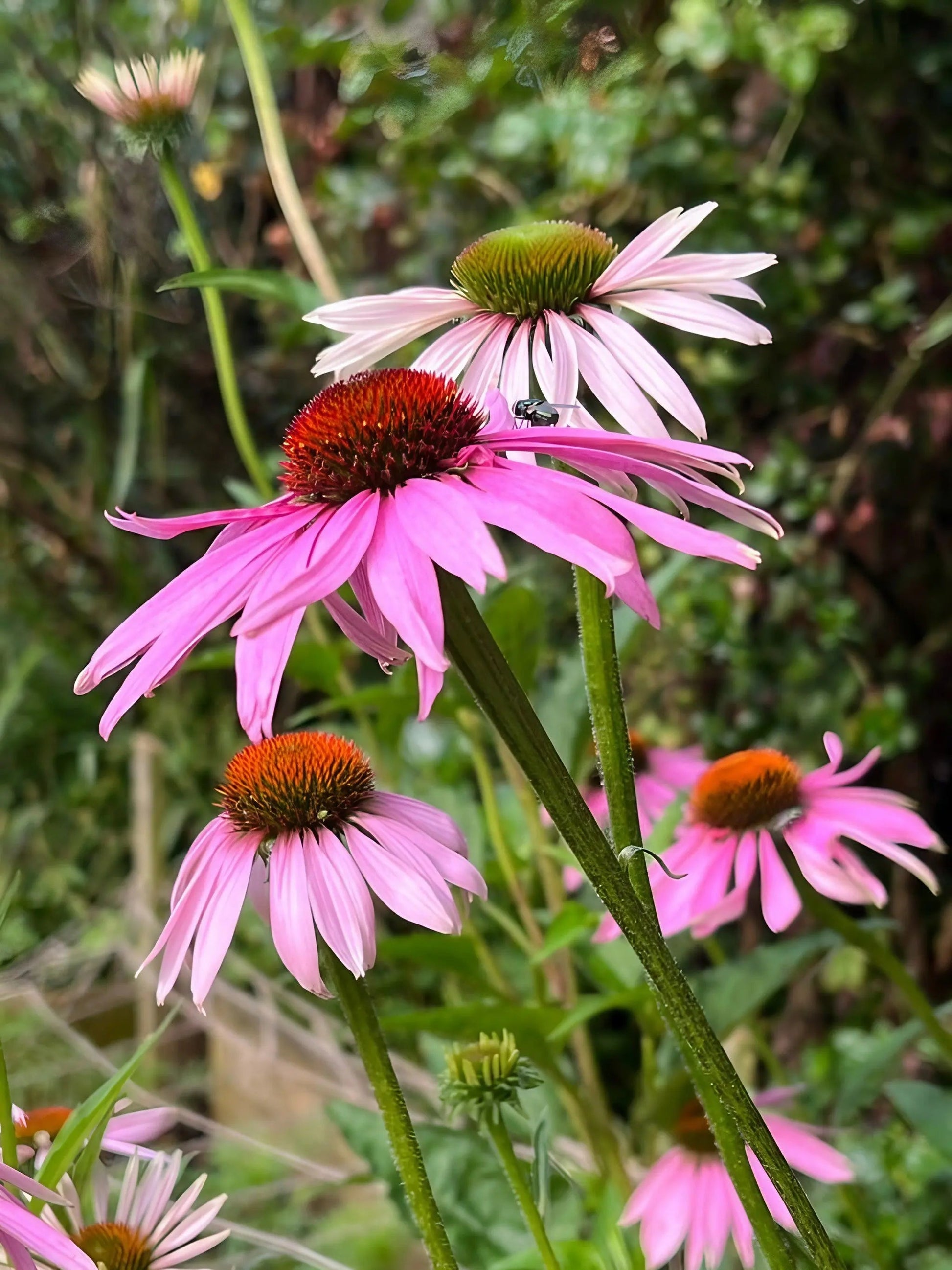Echinacea Purple Coneflower - REGN