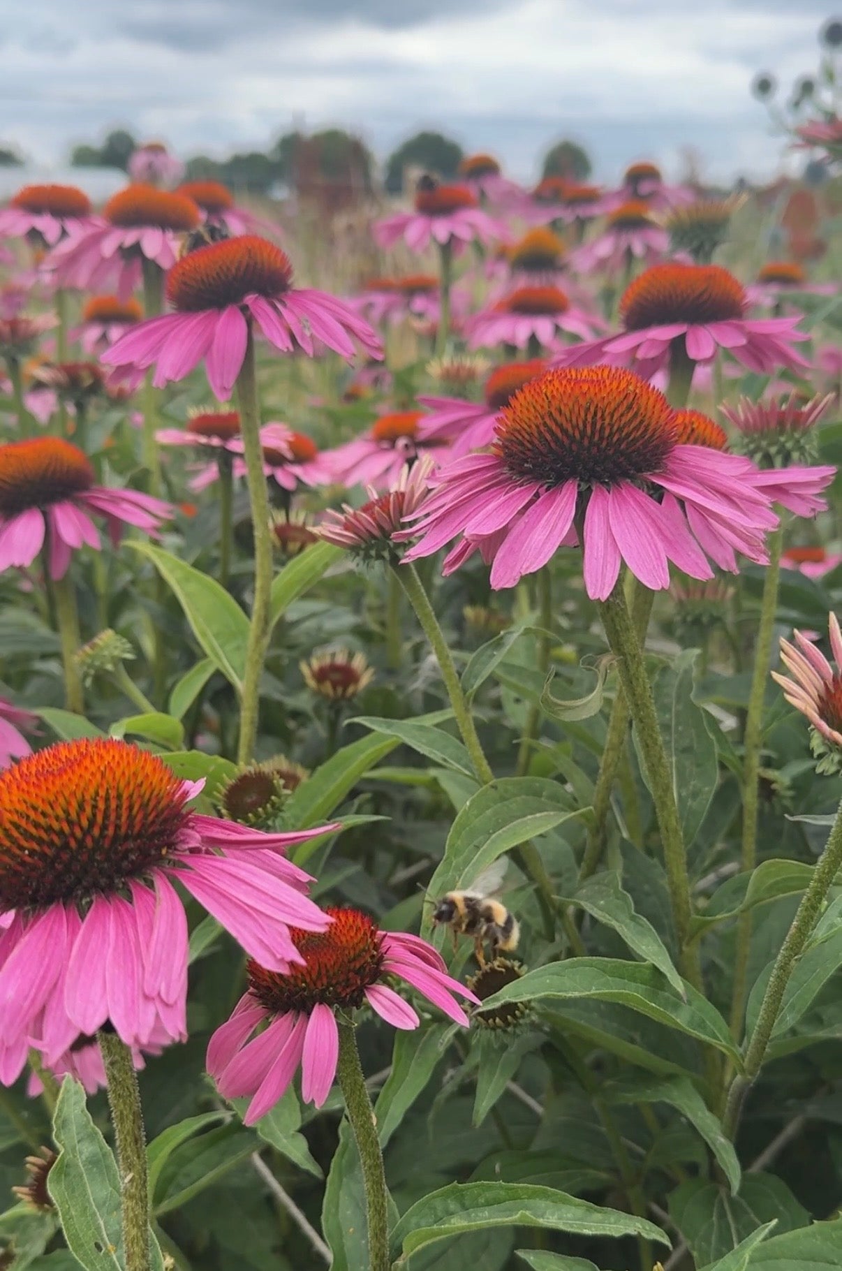 Echinacea Purple Coneflower - REGN