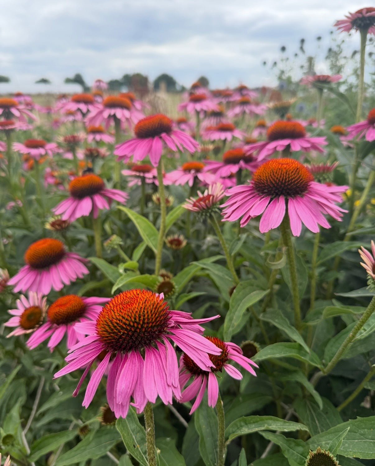 Echinacea Purple Coneflower - REGN