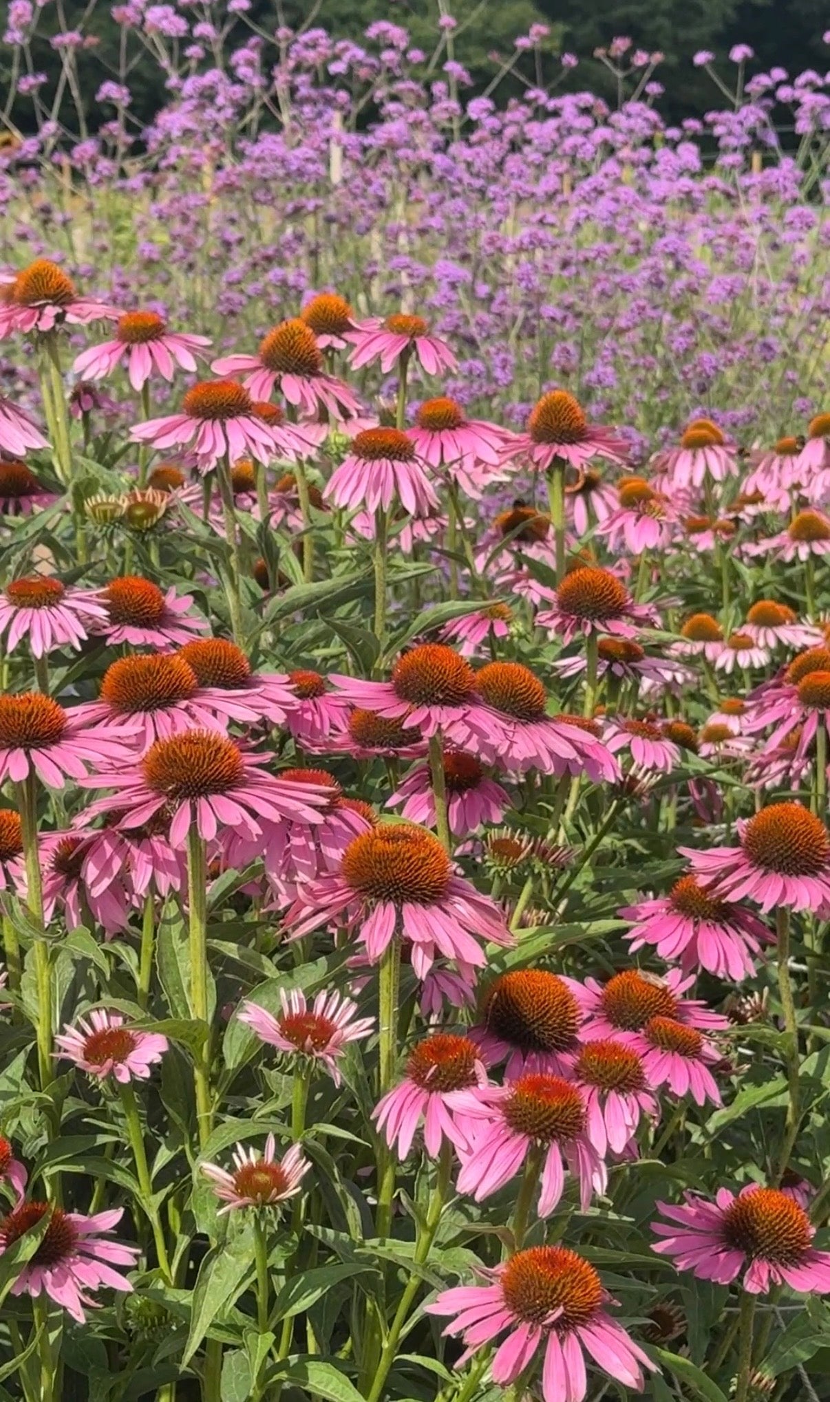 Echinacea Purple Coneflower - REGN