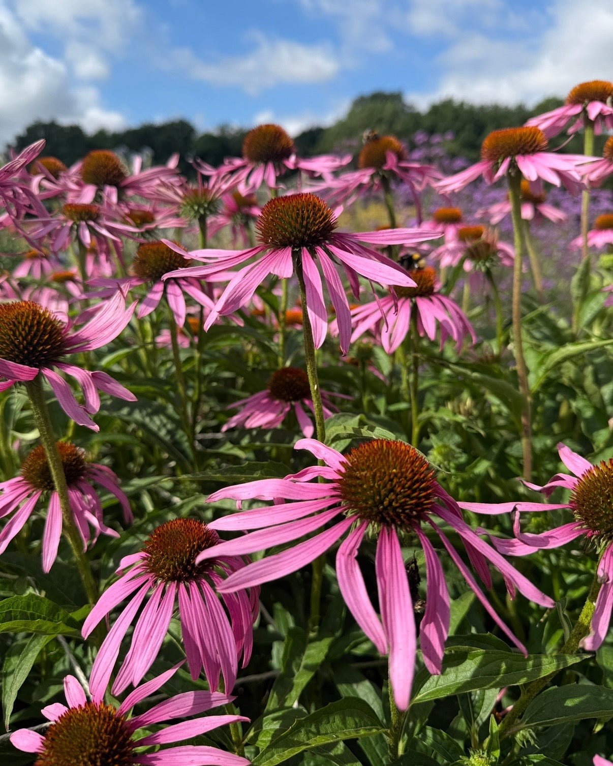Echinacea Purple Coneflower - REGN