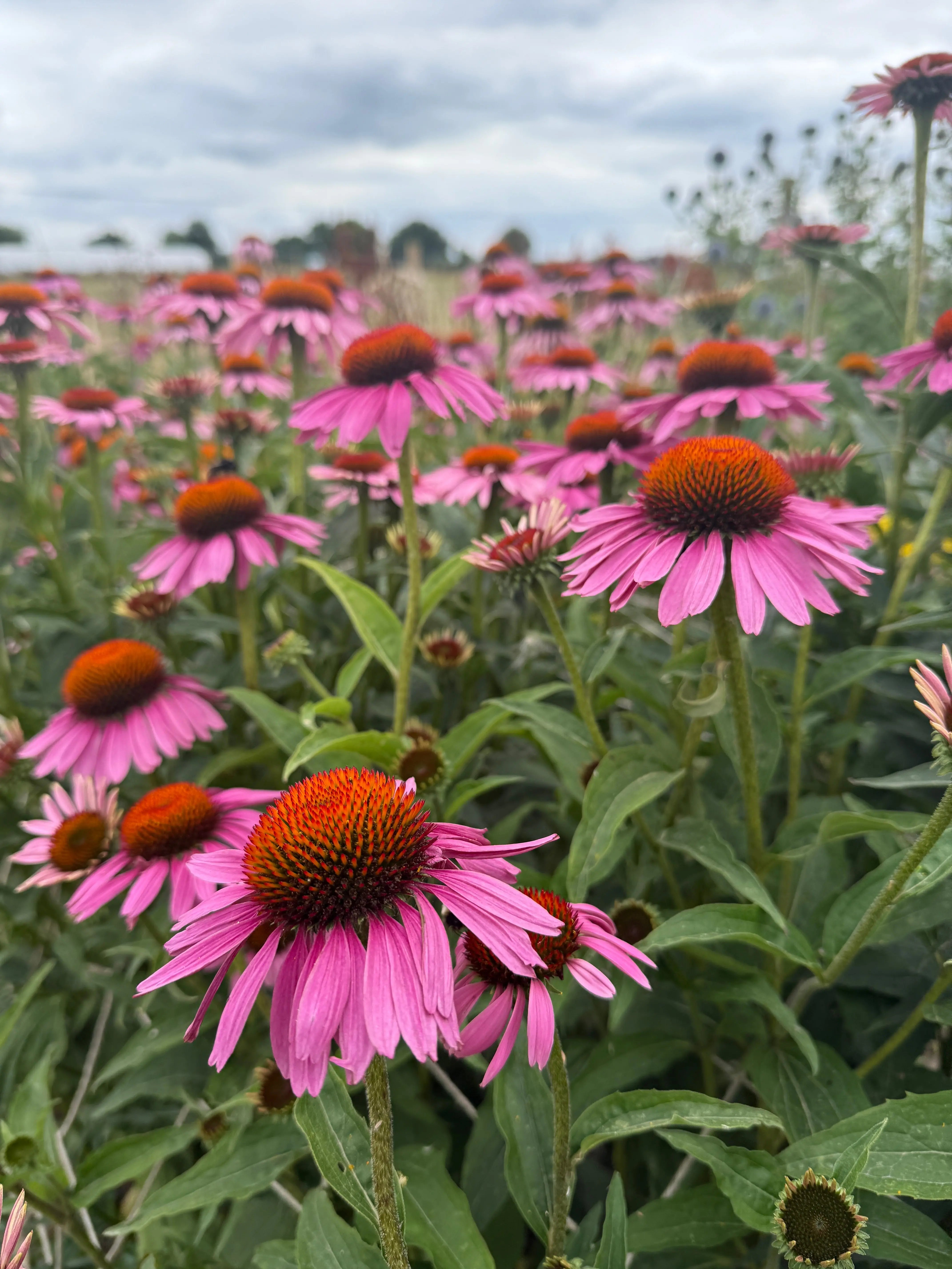 Echinacea Purple Coneflower - REGN
