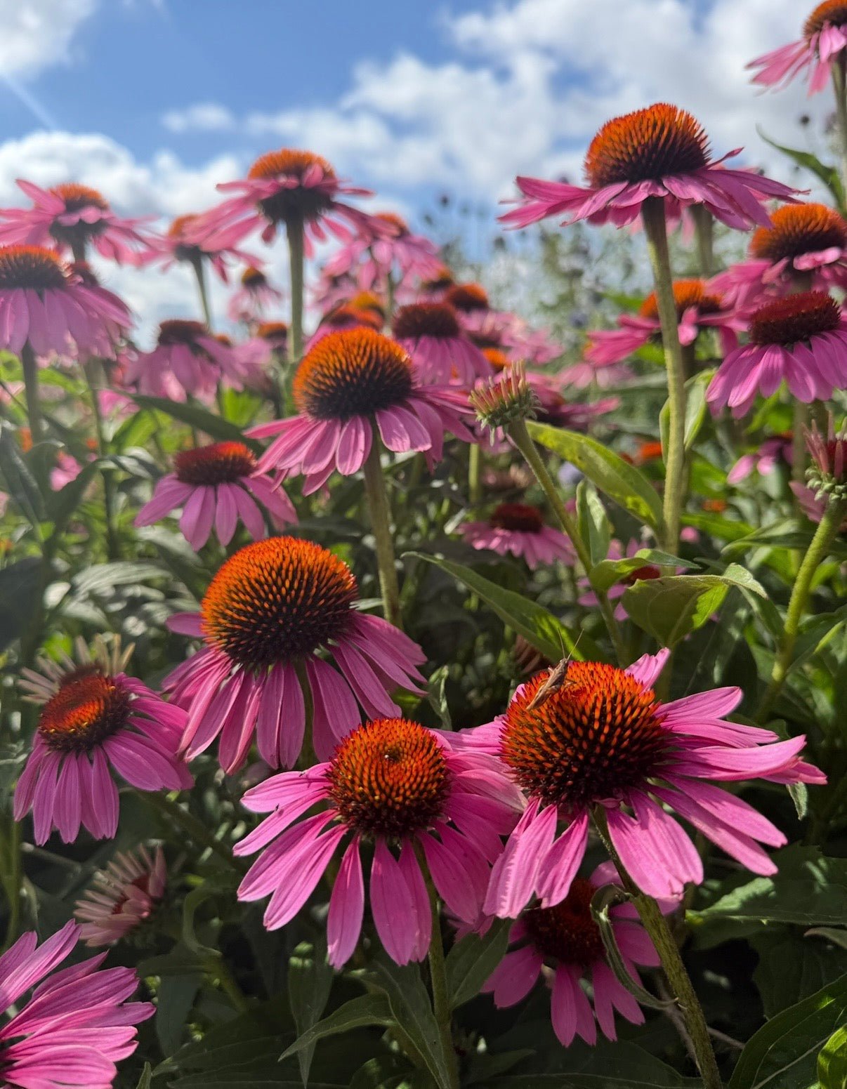 Echinacea Purple Coneflower - REGN