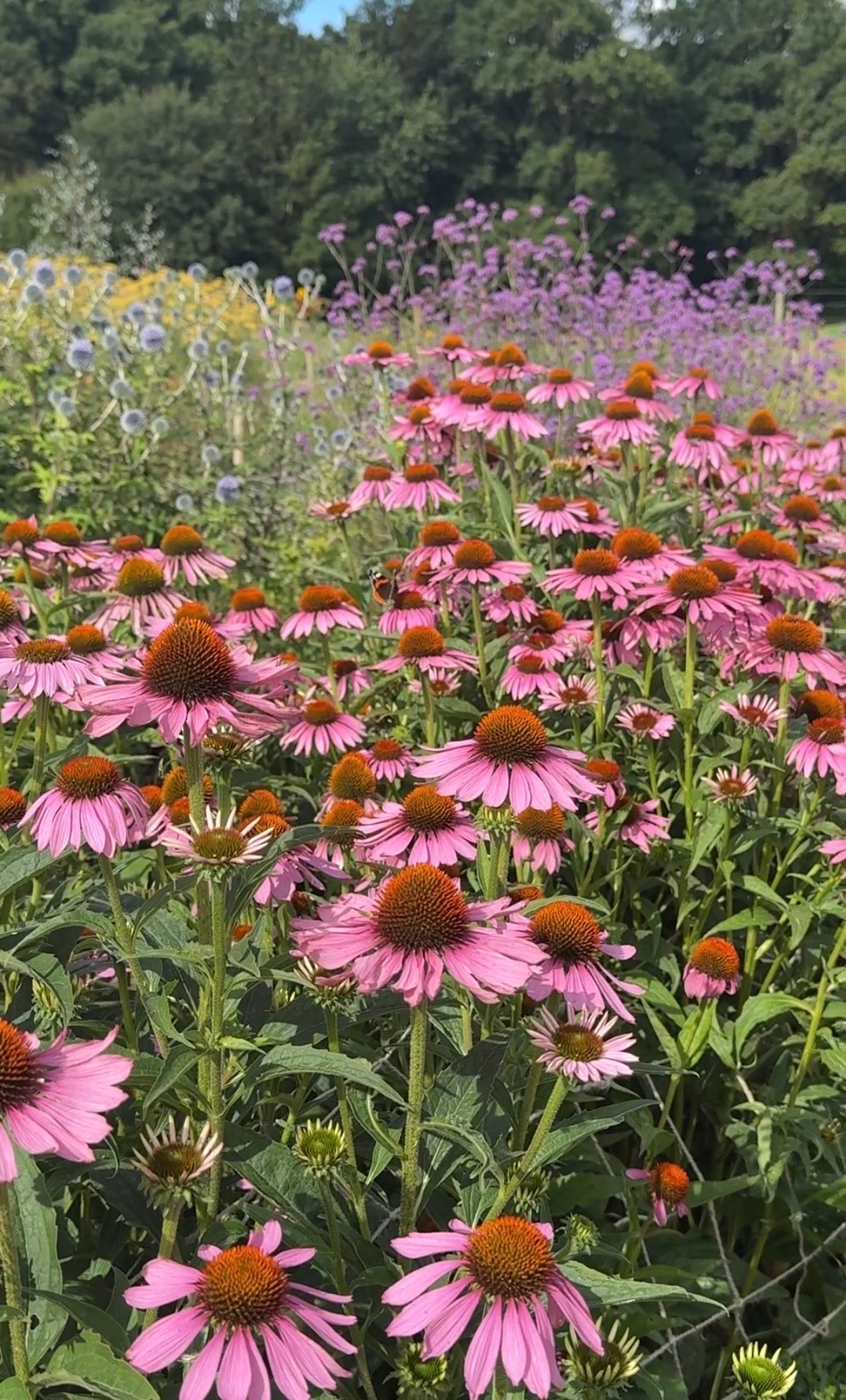 Echinacea Purple Coneflower - REGN