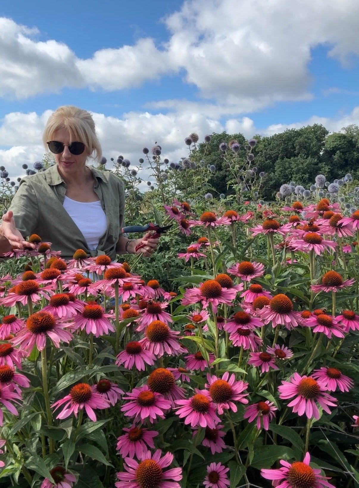 Echinacea Purple Coneflower - REGN