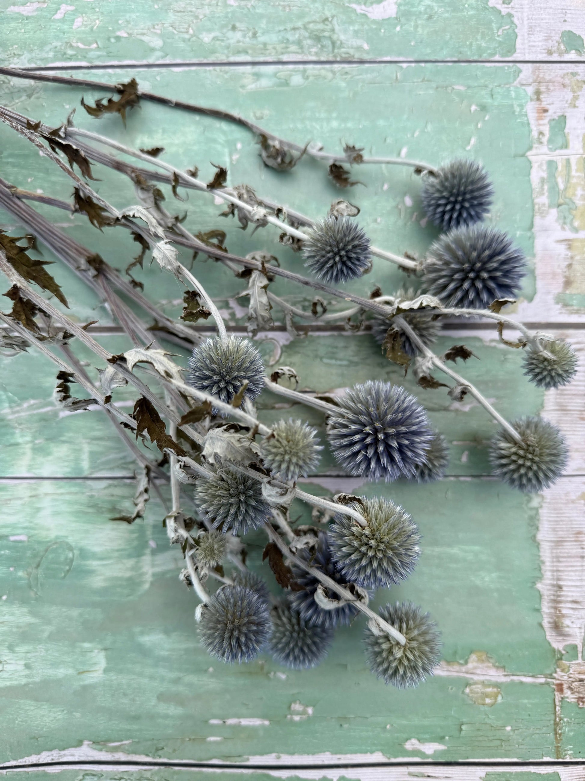 Echinops Dried - REGN
