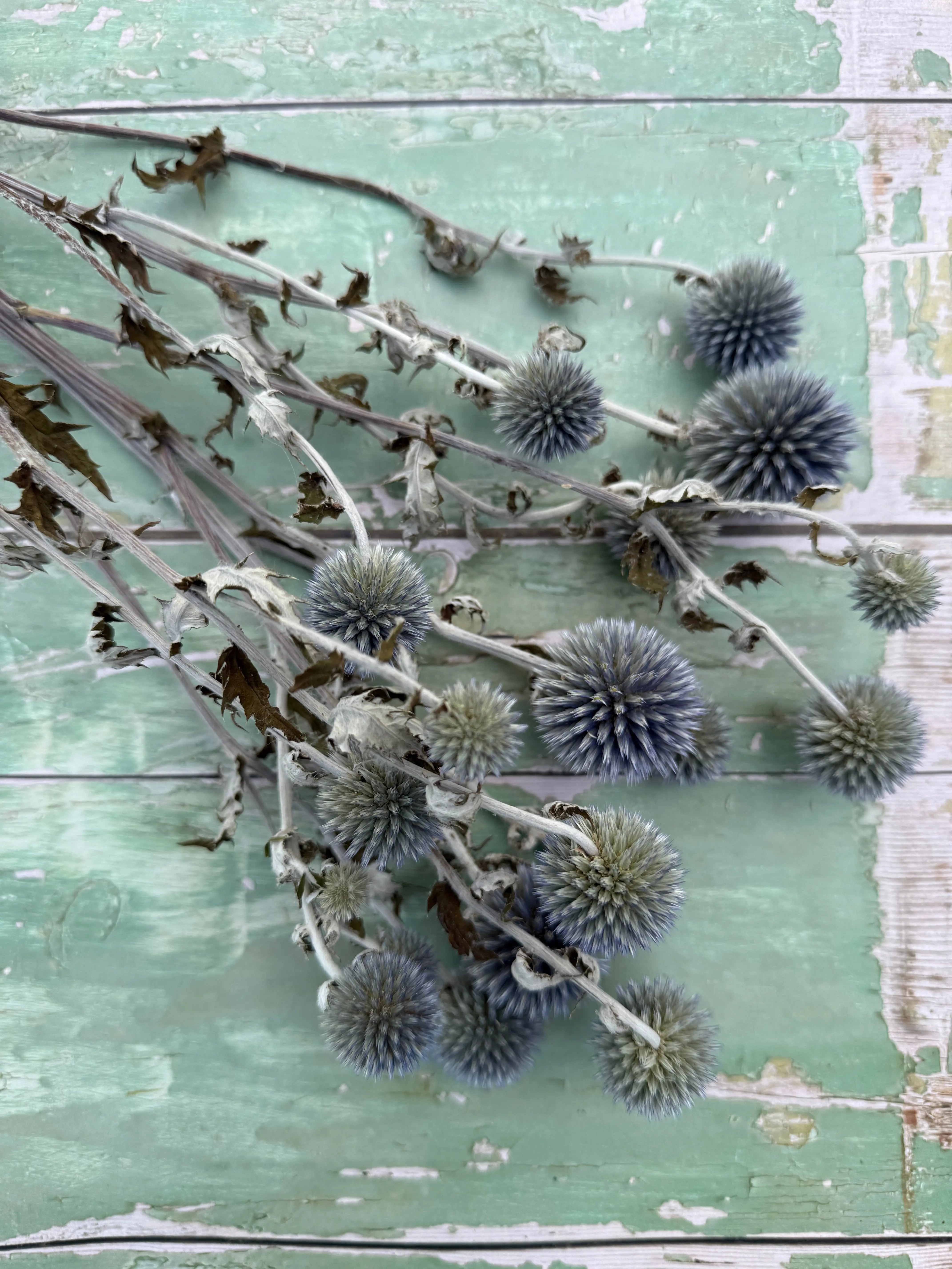 Echinops Dried - REGN