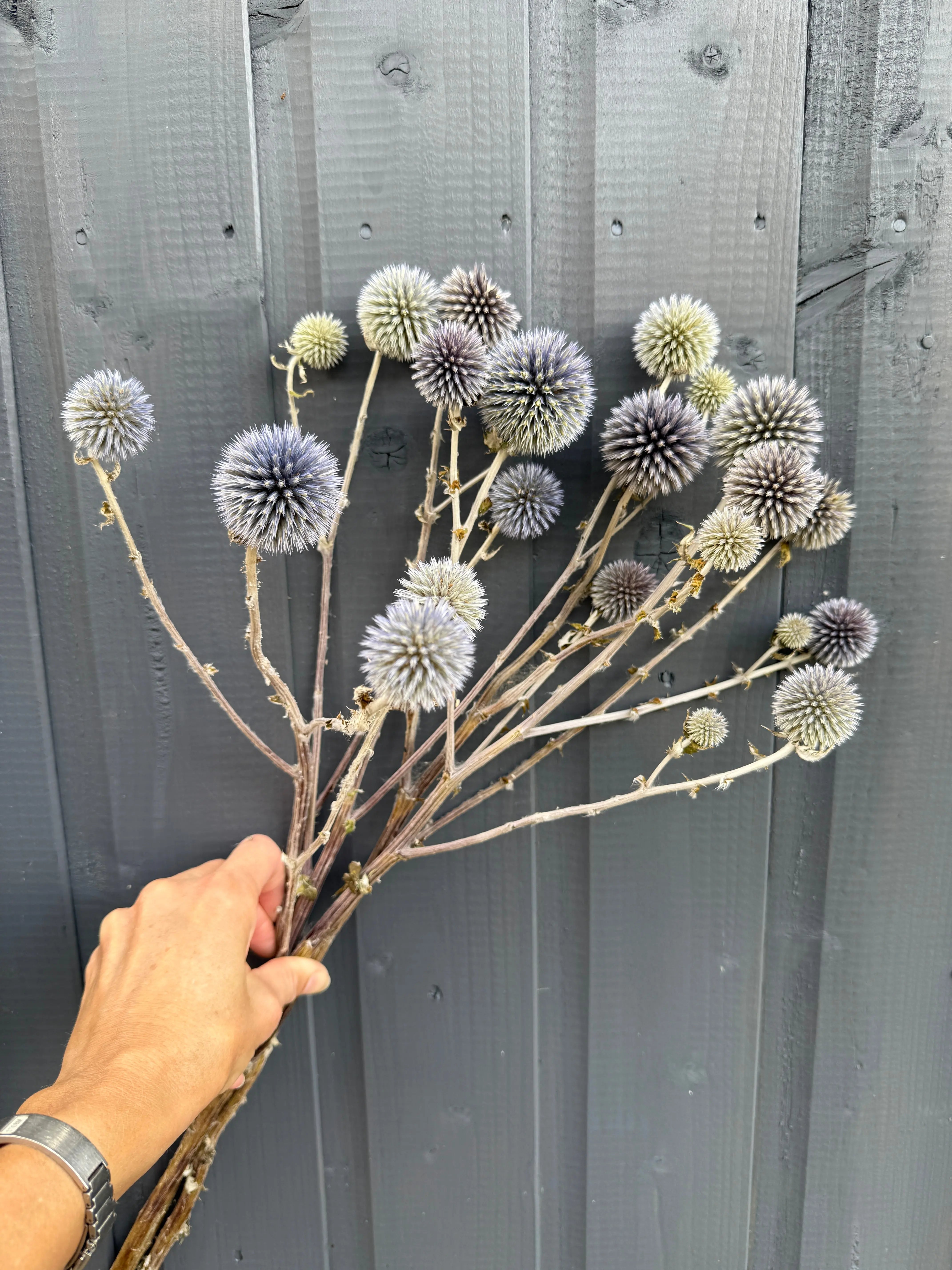 Echinops Dried - REGN