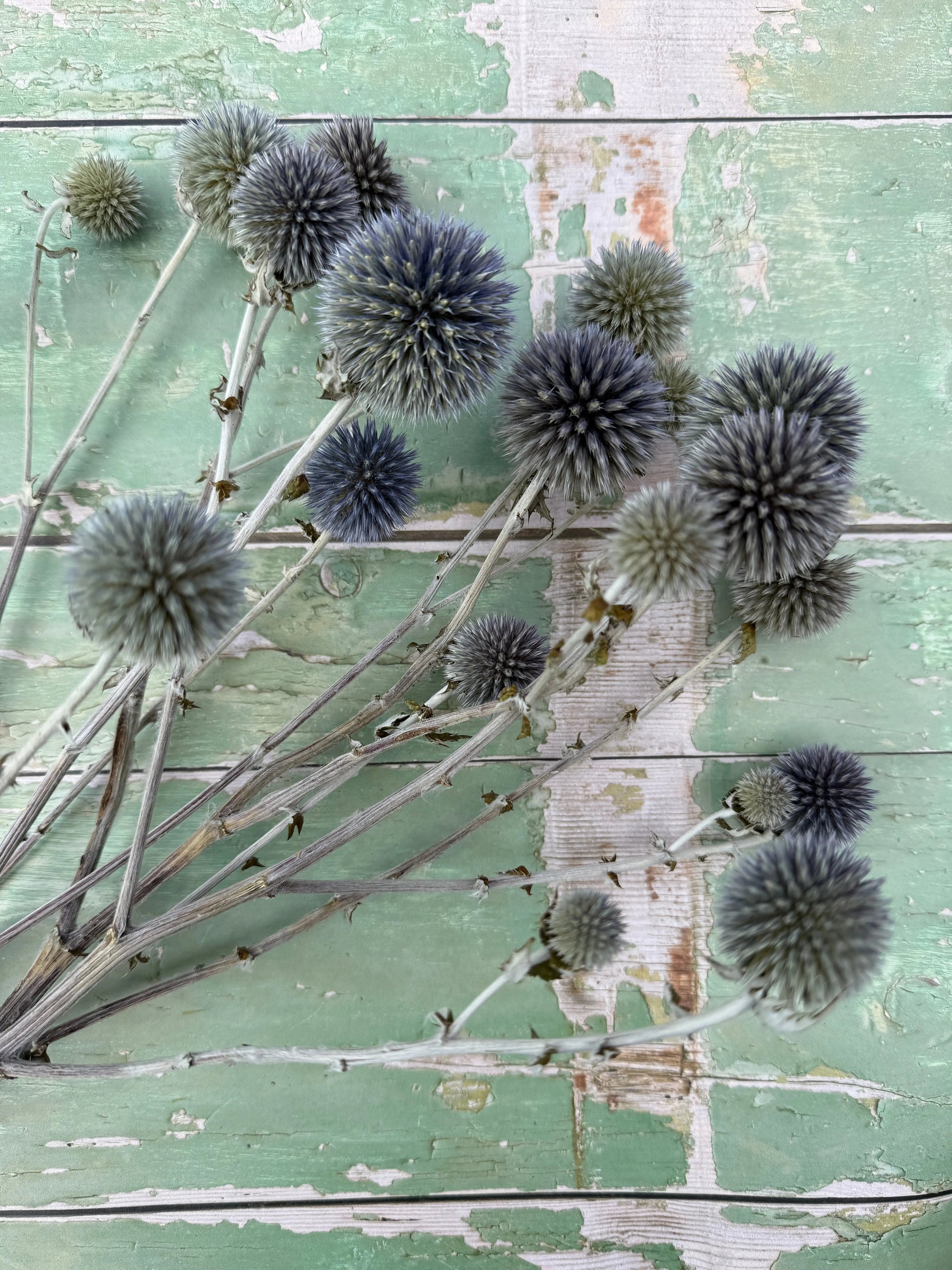 Echinops Dried - REGN