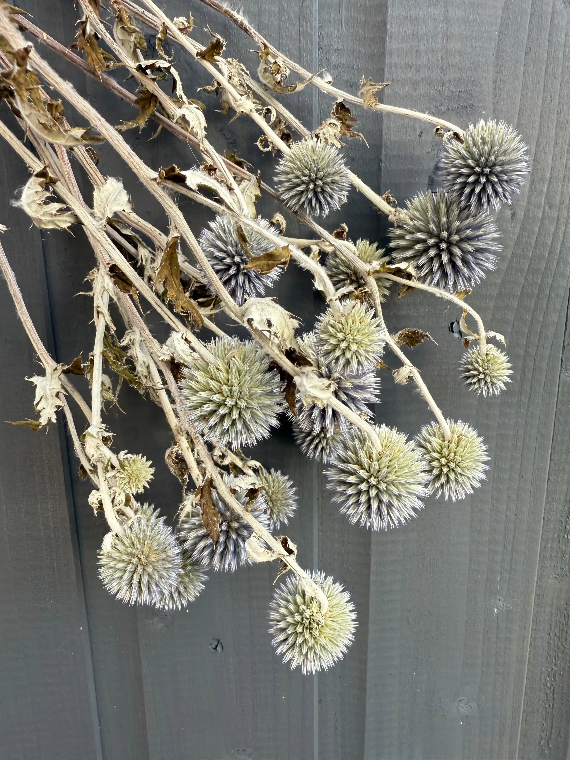 Echinops Dried - REGN