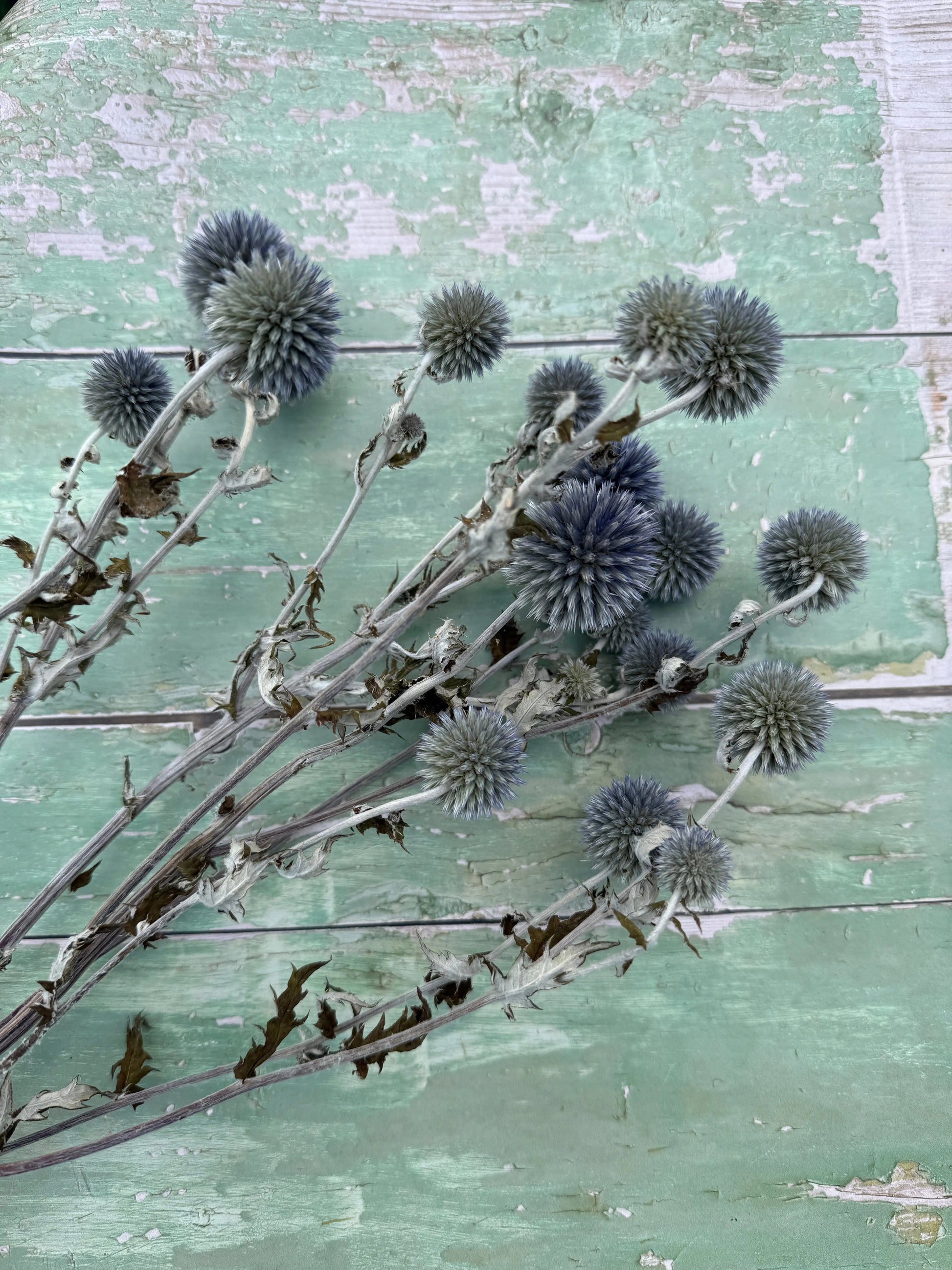 Echinops Dried - REGN