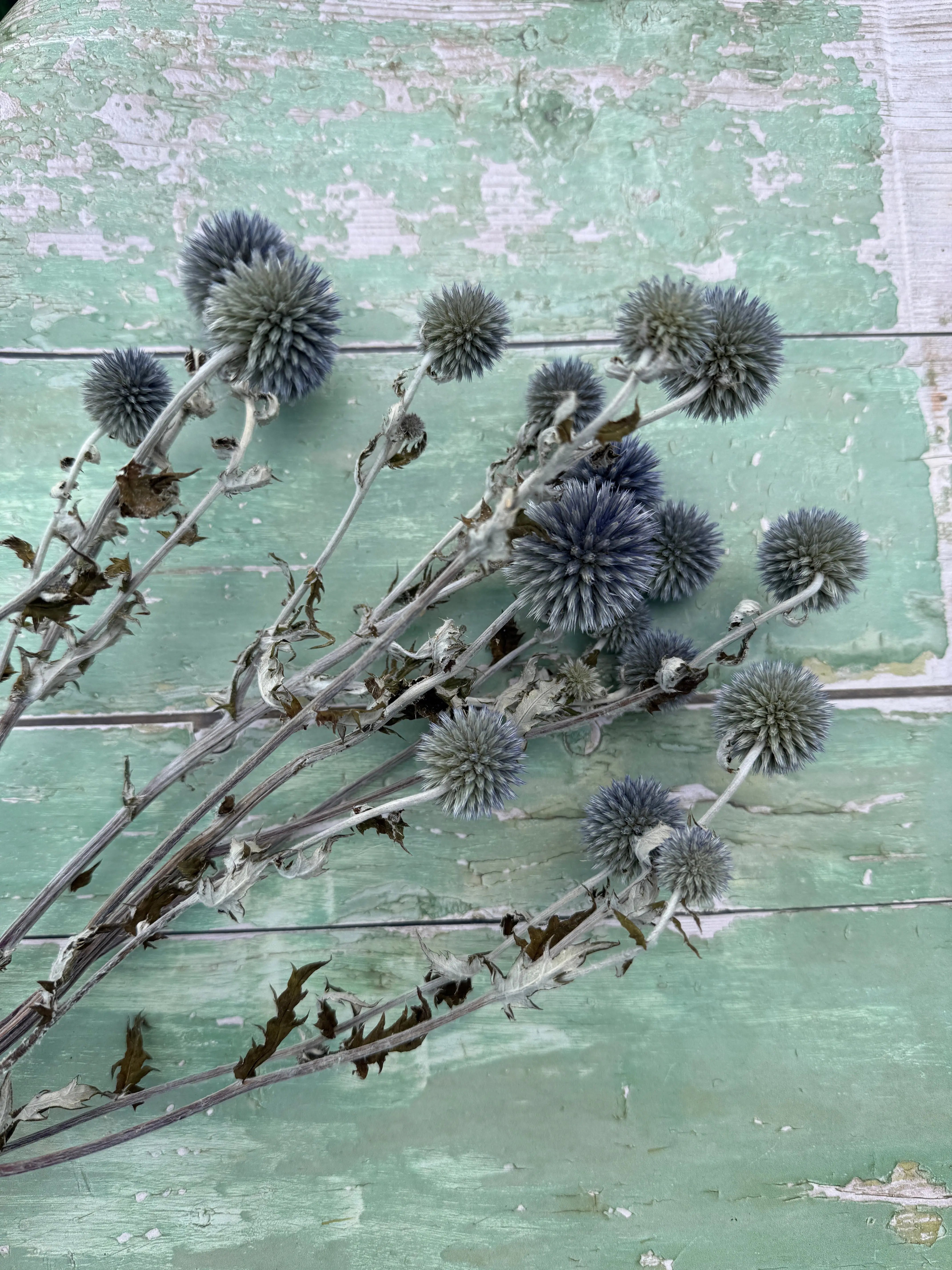 Echinops Dried - REGN