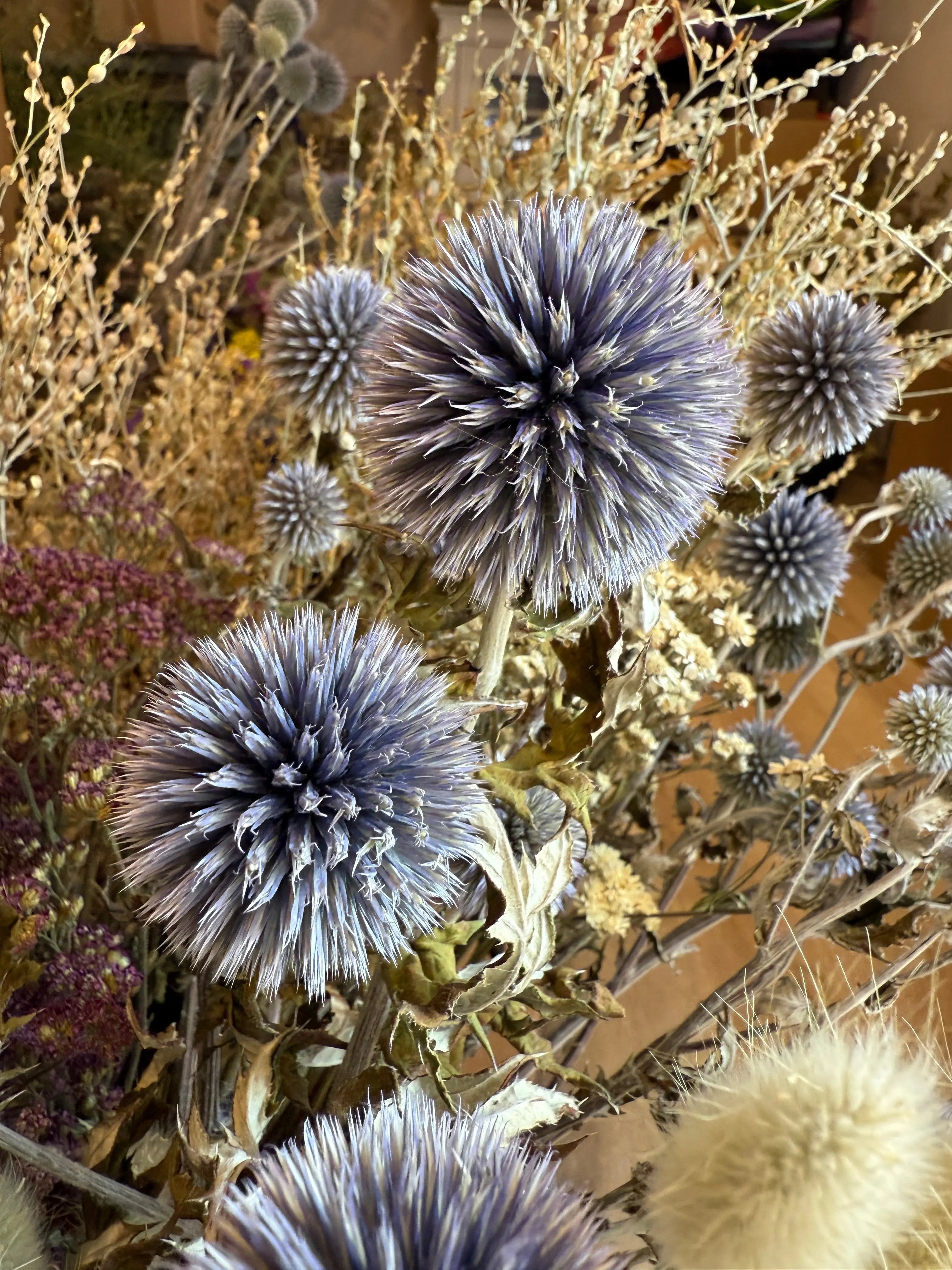 Echinops Dried - REGN