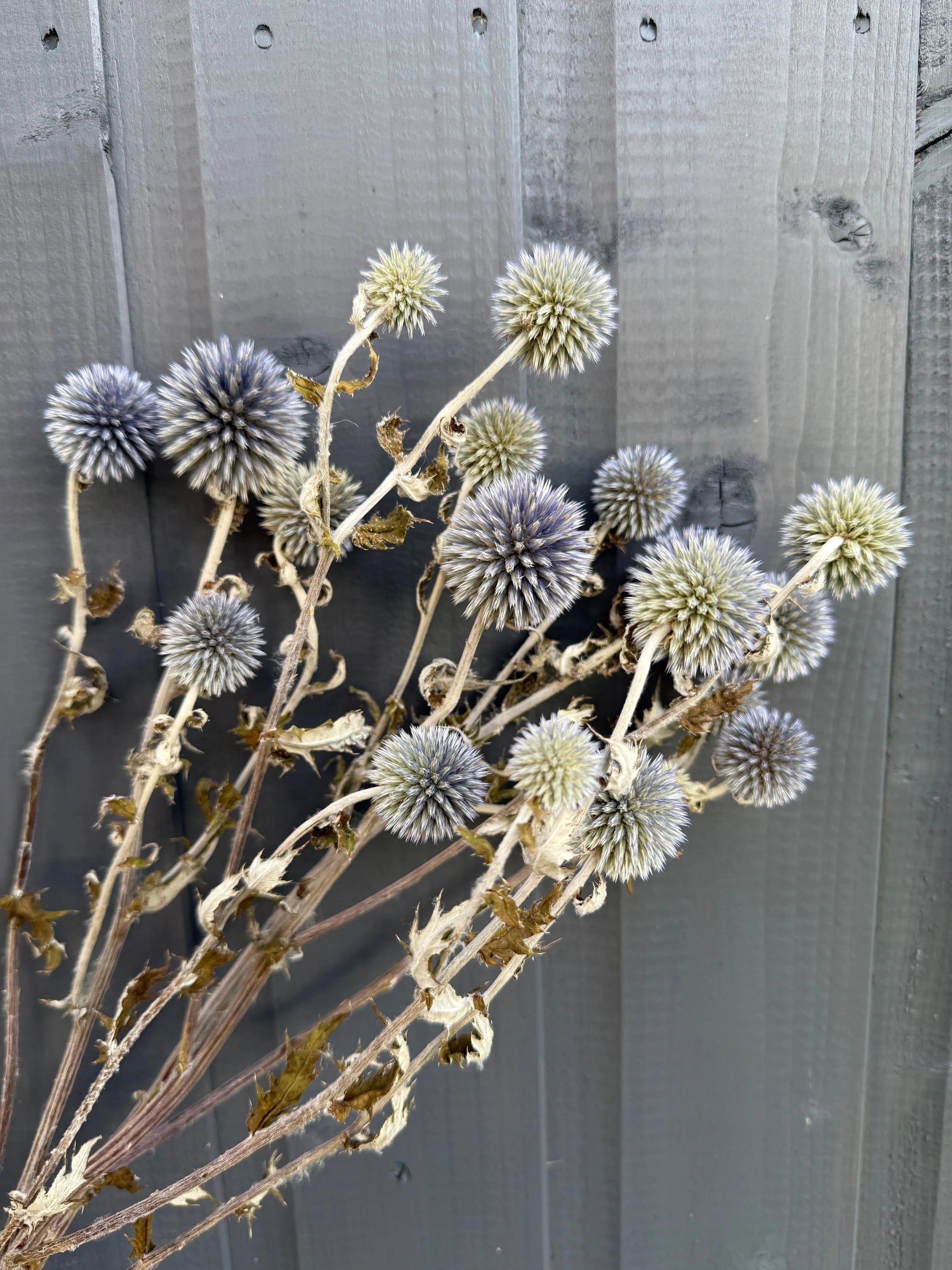 Echinops Dried - REGN