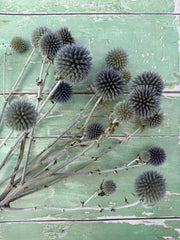 Echinops Dried - REGN