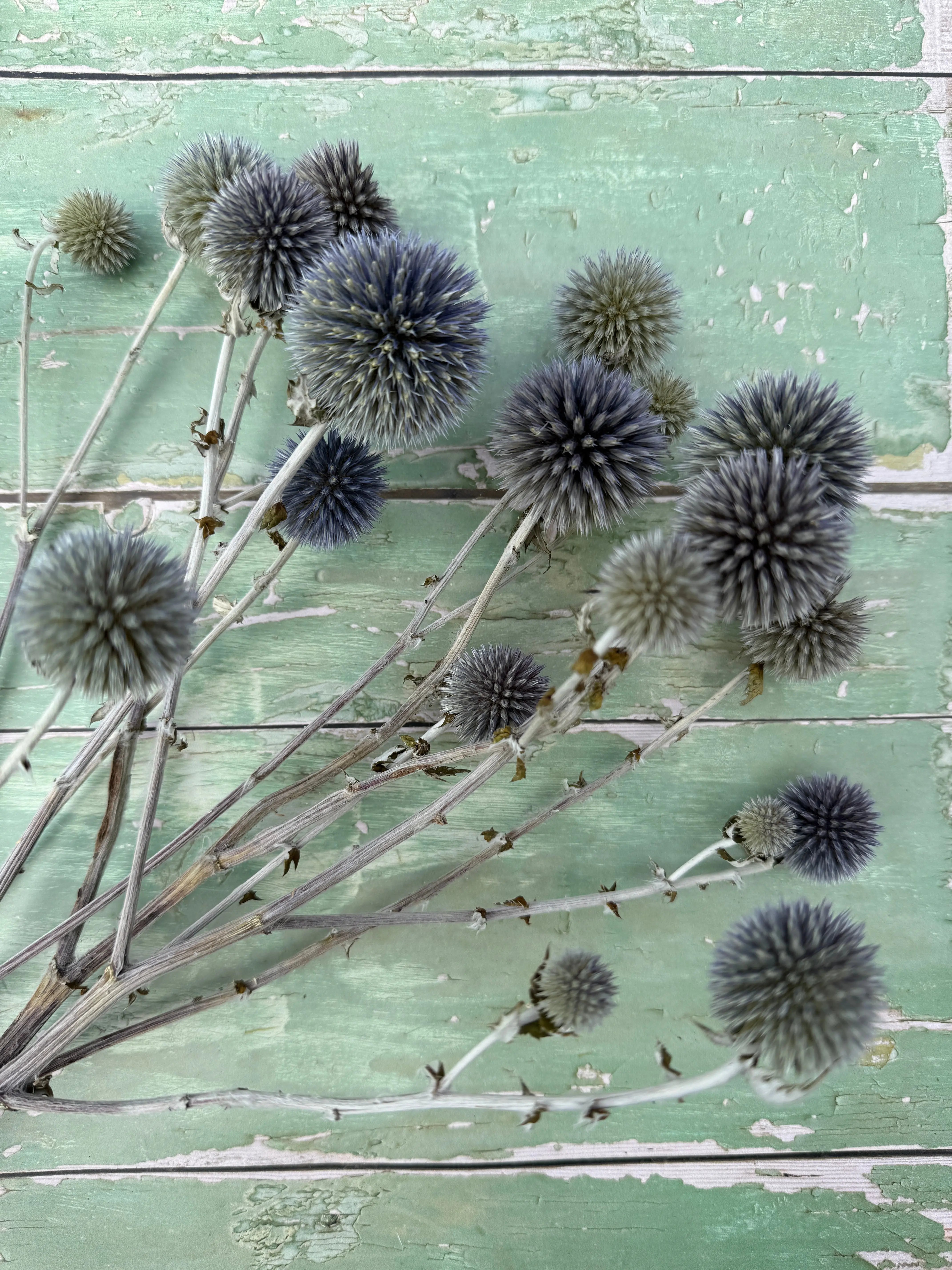 Echinops Dried - REGN