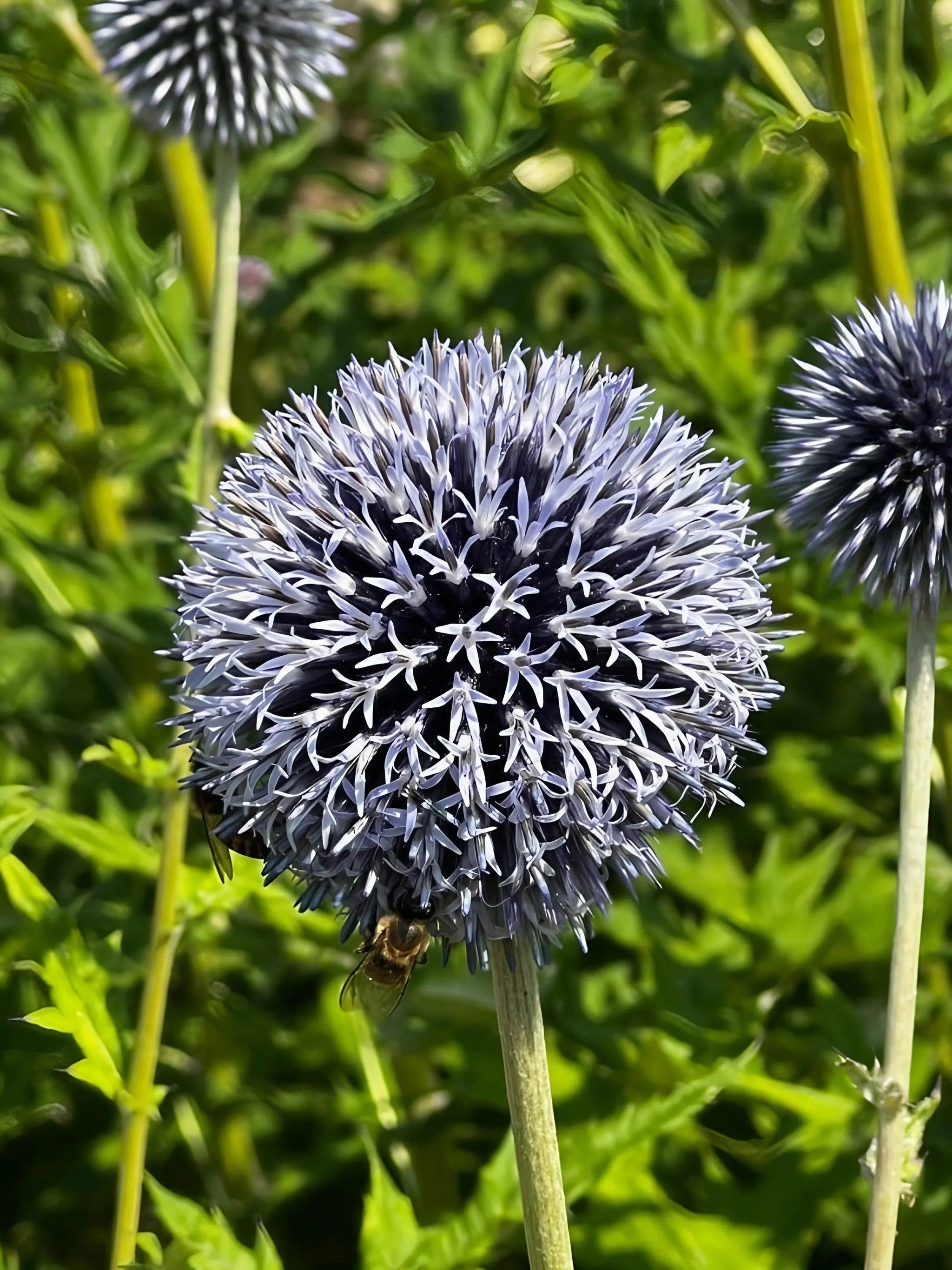 Echinops ritro Metallic Blue - REGN