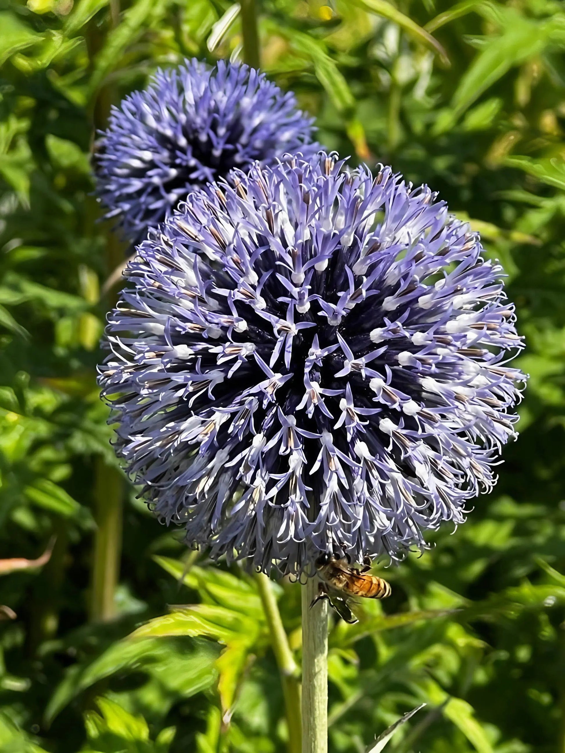 Echinops ritro Metallic Blue - REGN