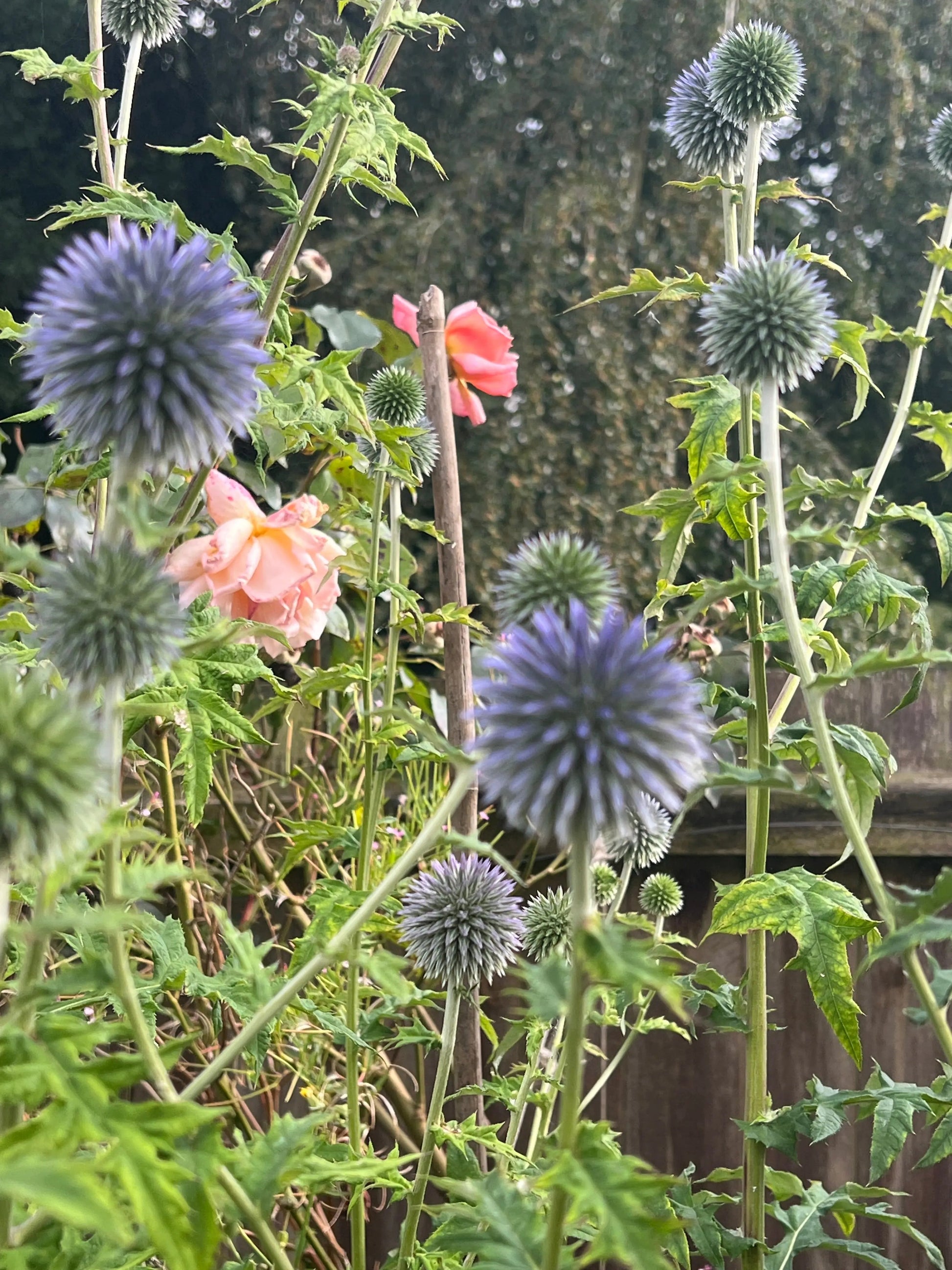 Echinops ritro Metallic Blue - REGN