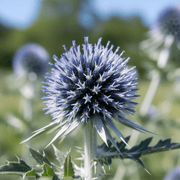 Echinops ritro Metallic Blue - REGN
