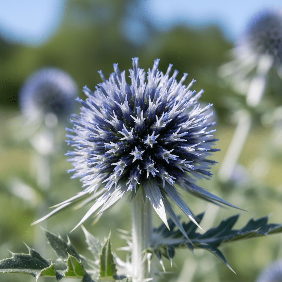 Echinops ritro Metallic Blue - REGN