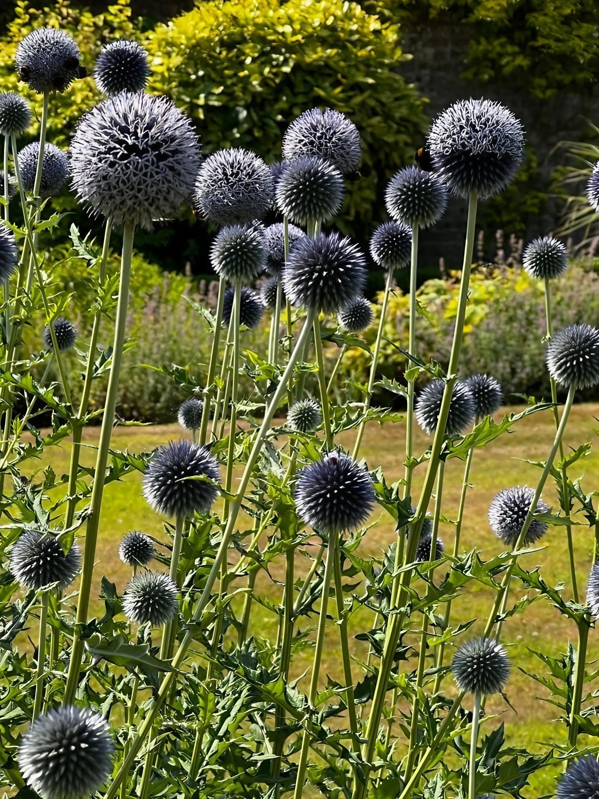 Echinops ritro Metallic Blue - REGN