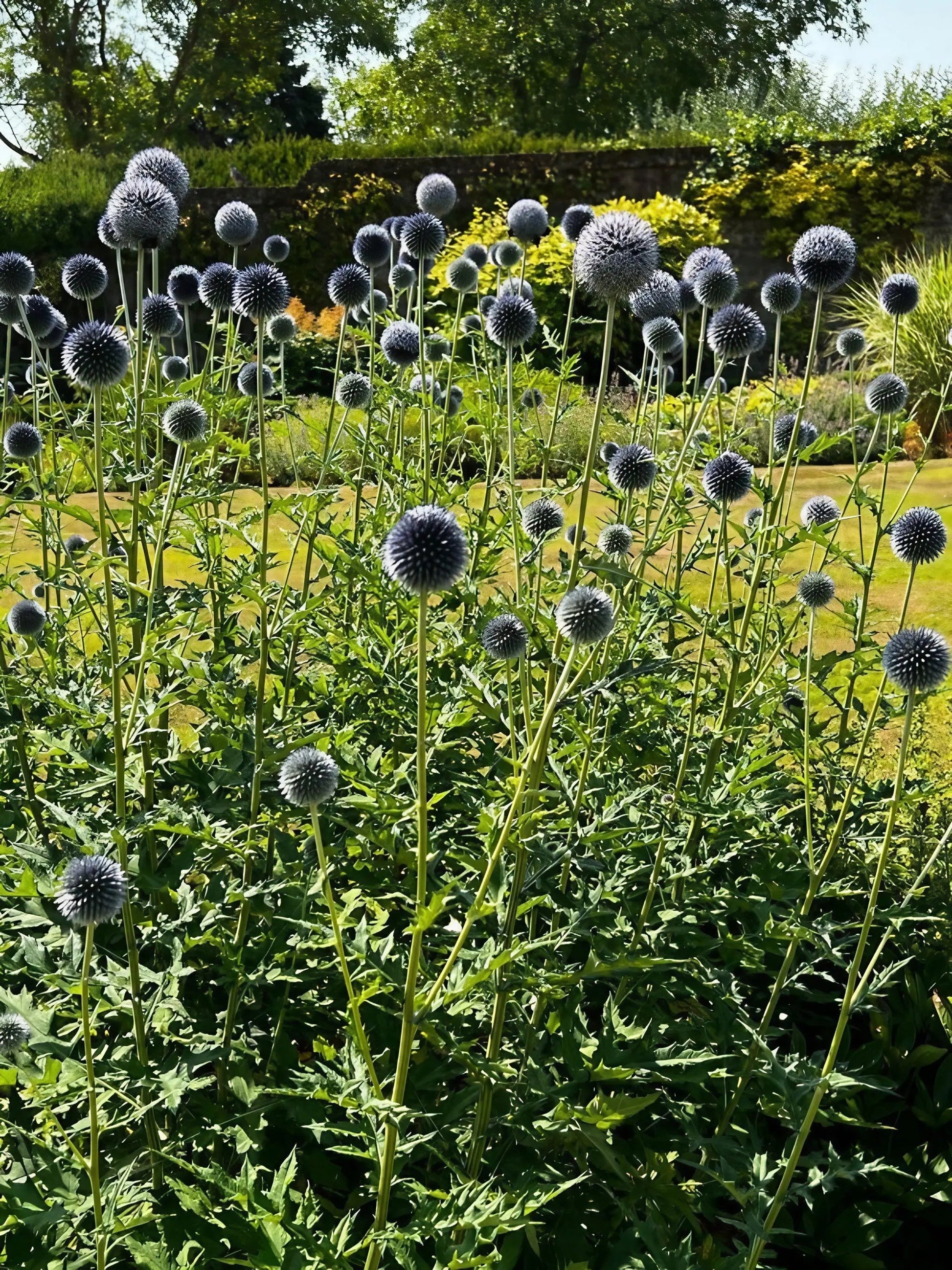 Echinops ritro Metallic Blue - REGN