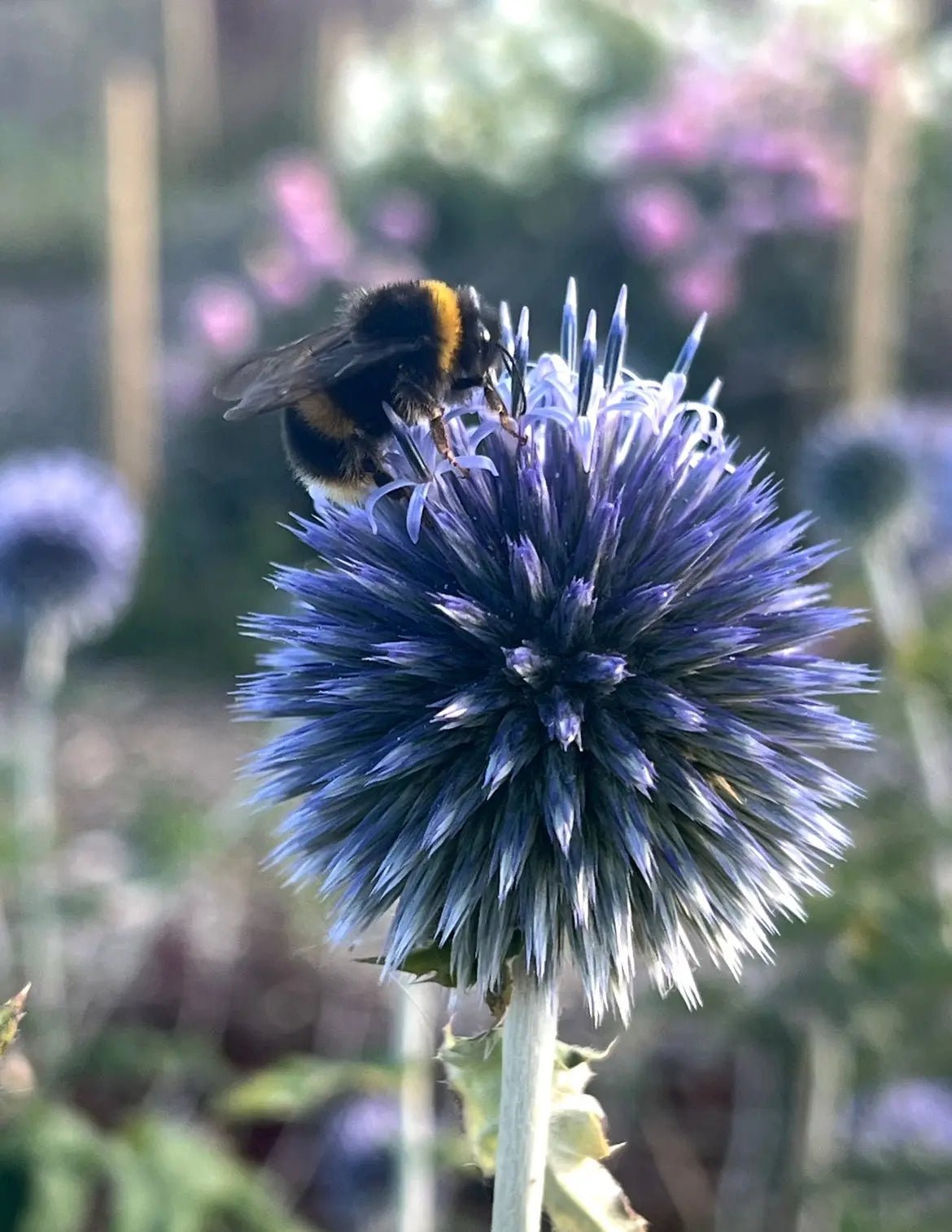 Echinops ritro Veitch's Blue - REGN