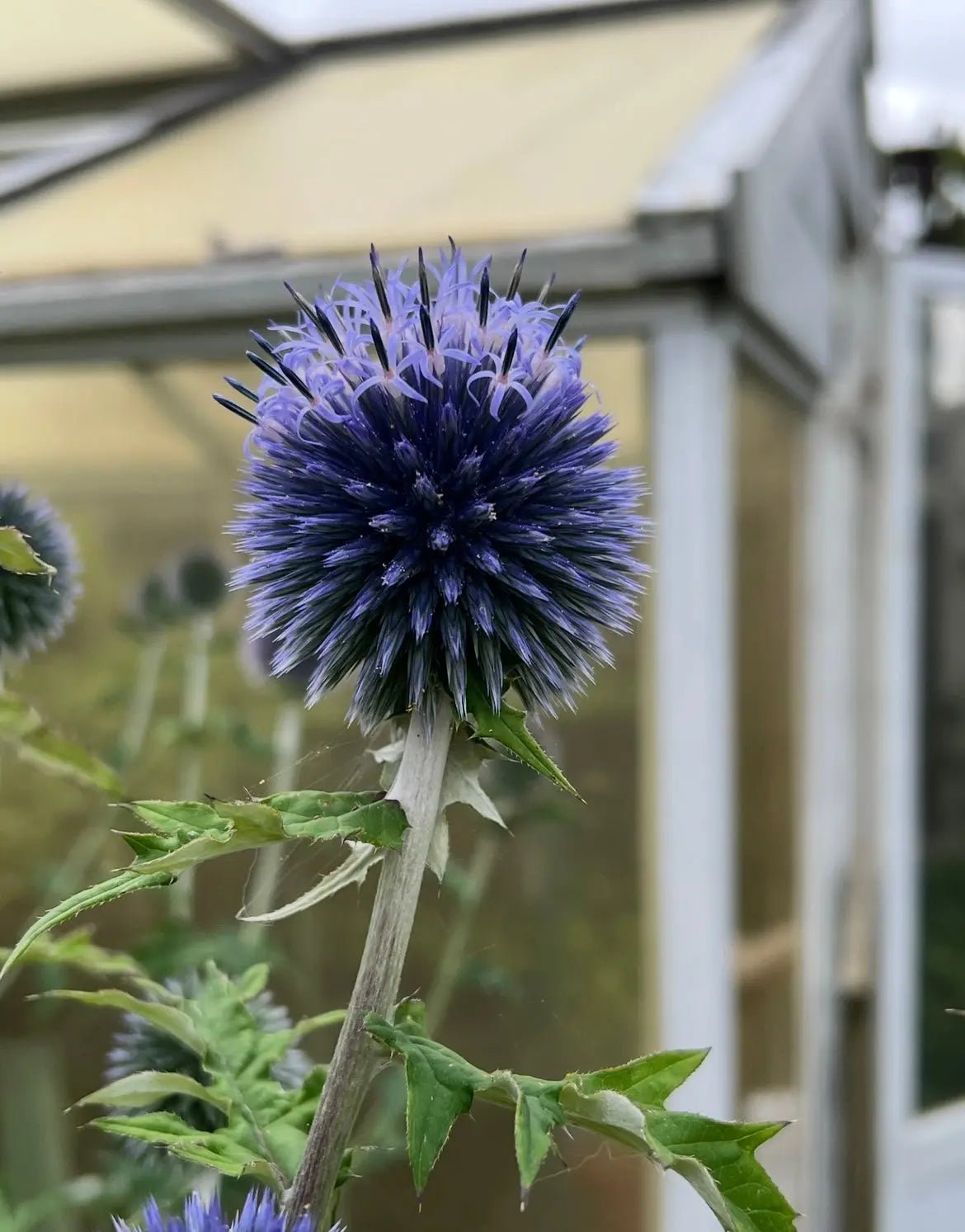 Echinops ritro Veitch's Blue - REGN