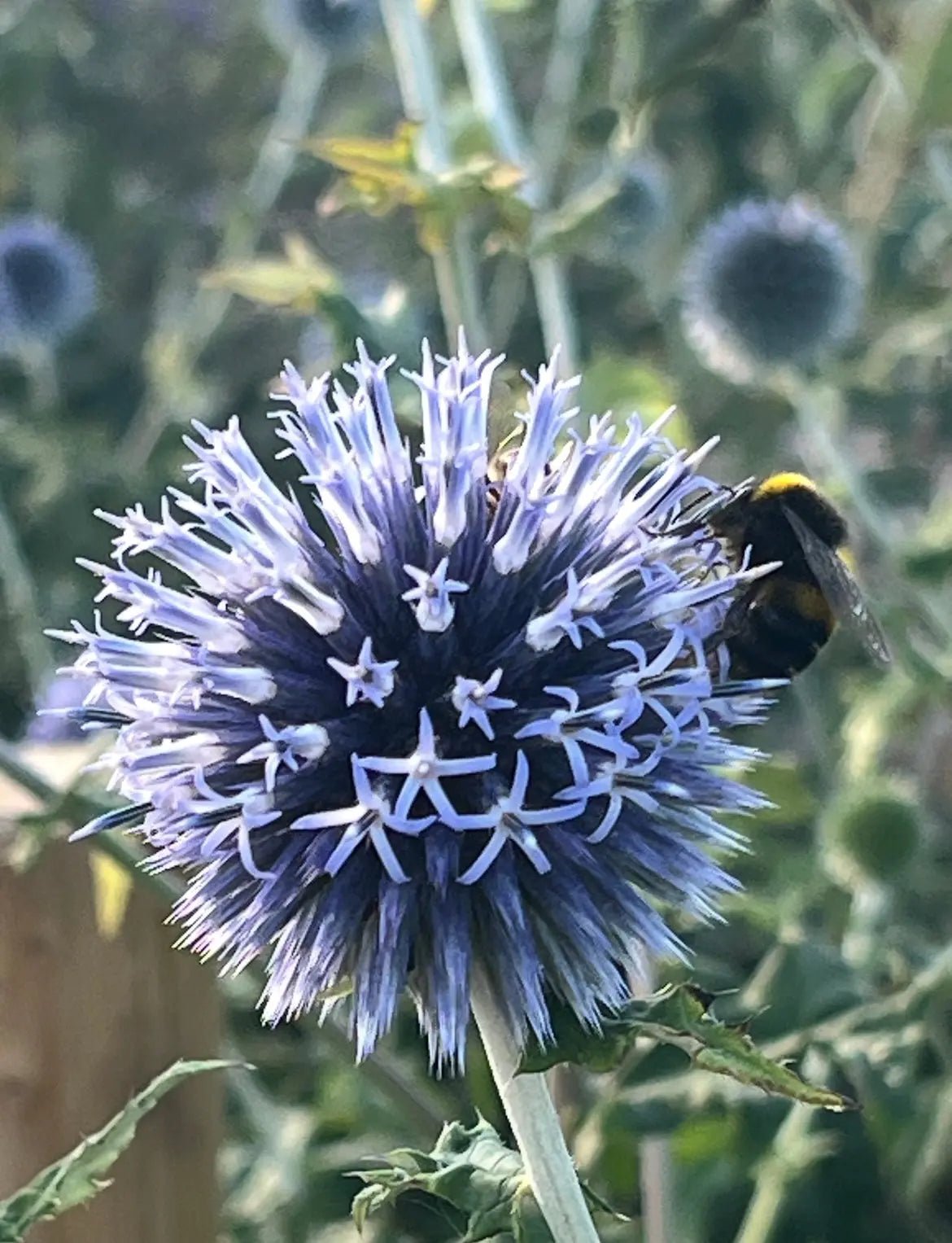 Echinops ritro Veitch's Blue - REGN