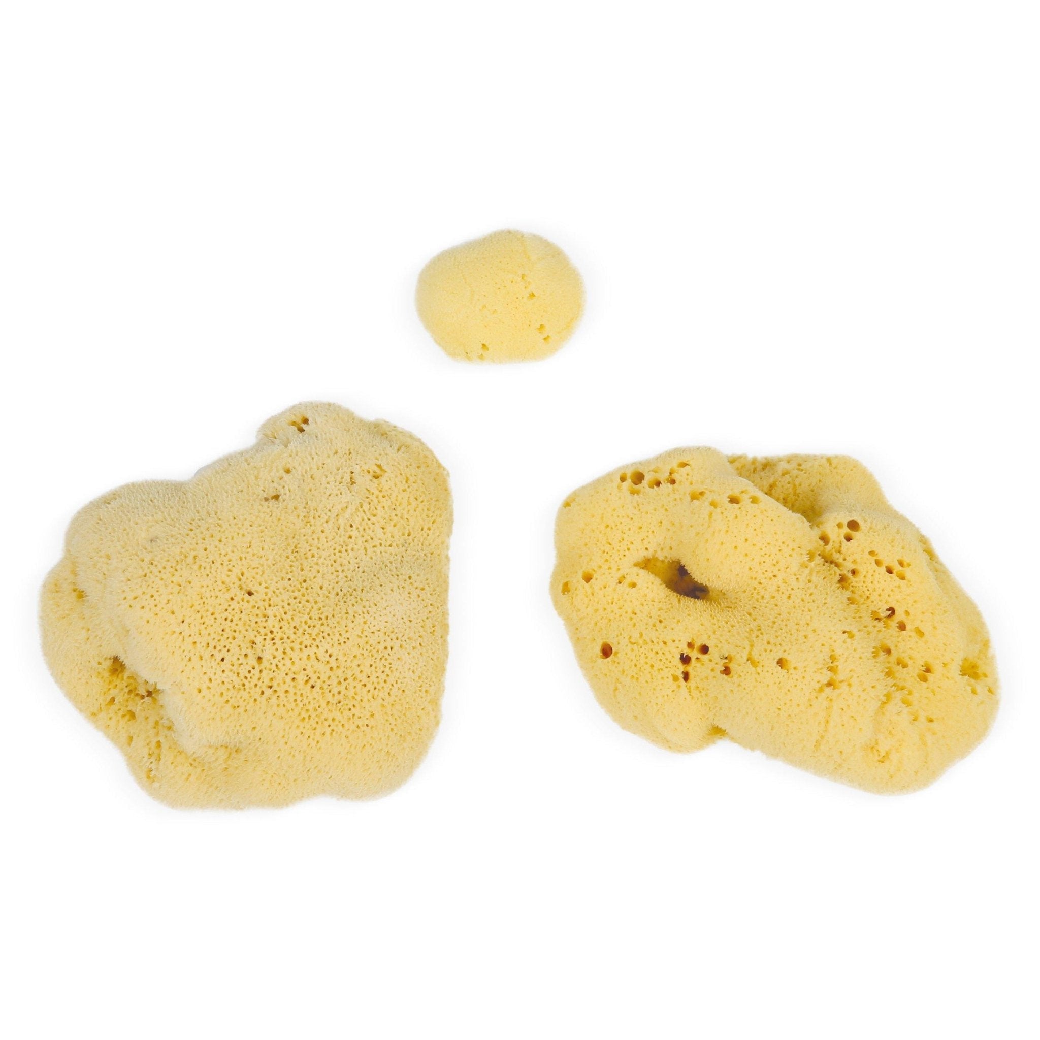 Eco Bath London Natural Sea Sponges (3-20 cm) - Sustainably Harvested Exfoliating Bath Sponges - REGN