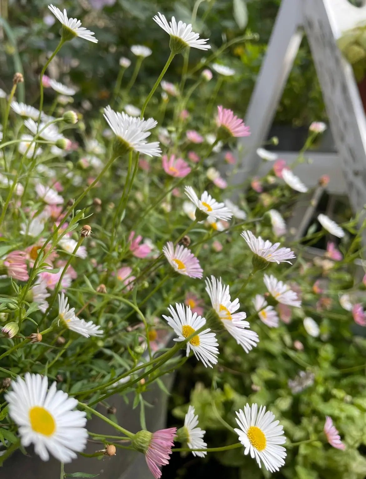 Erigeron karvinskianus Profusion - REGN