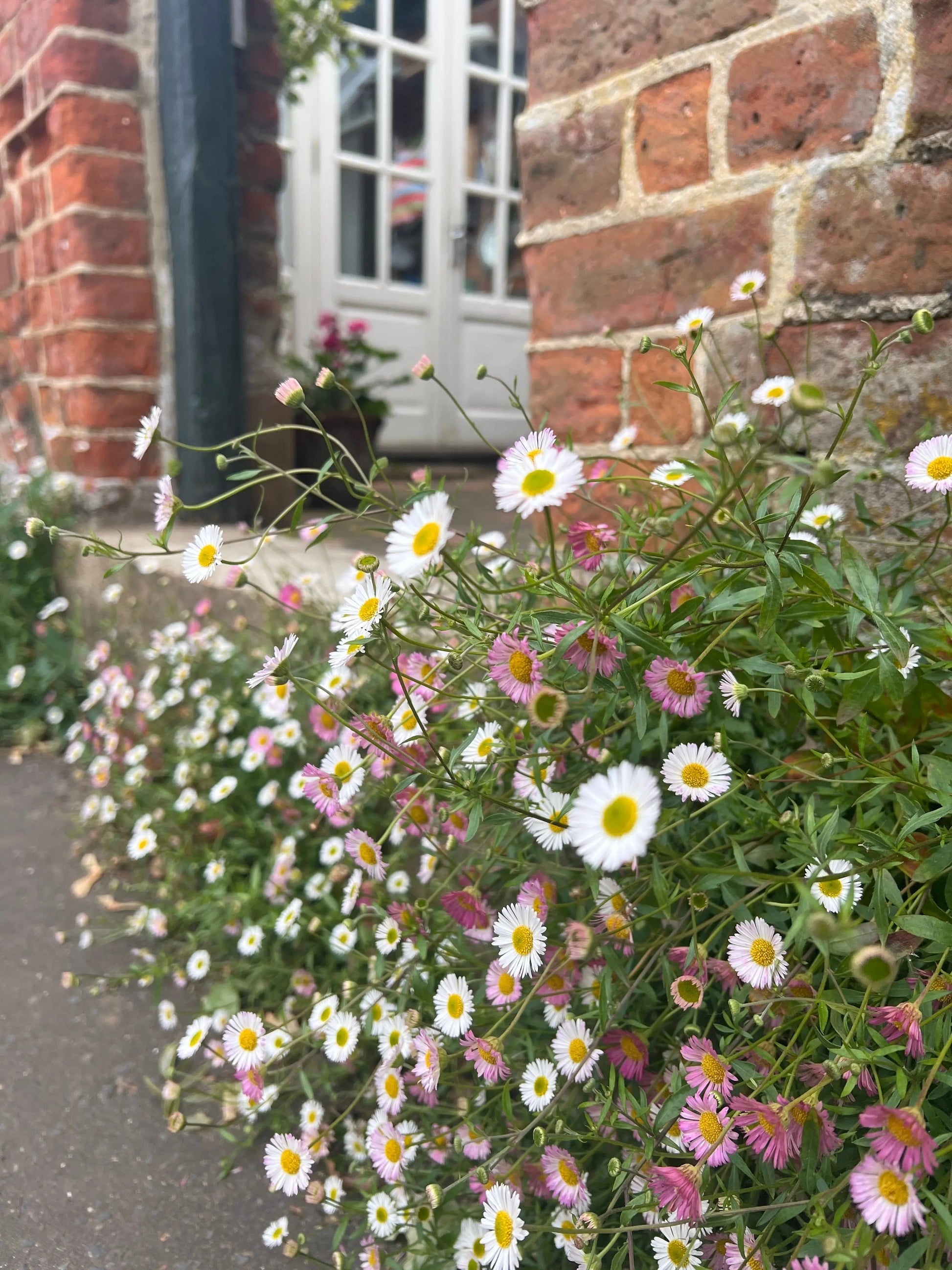 Erigeron karvinskianus Profusion - REGN