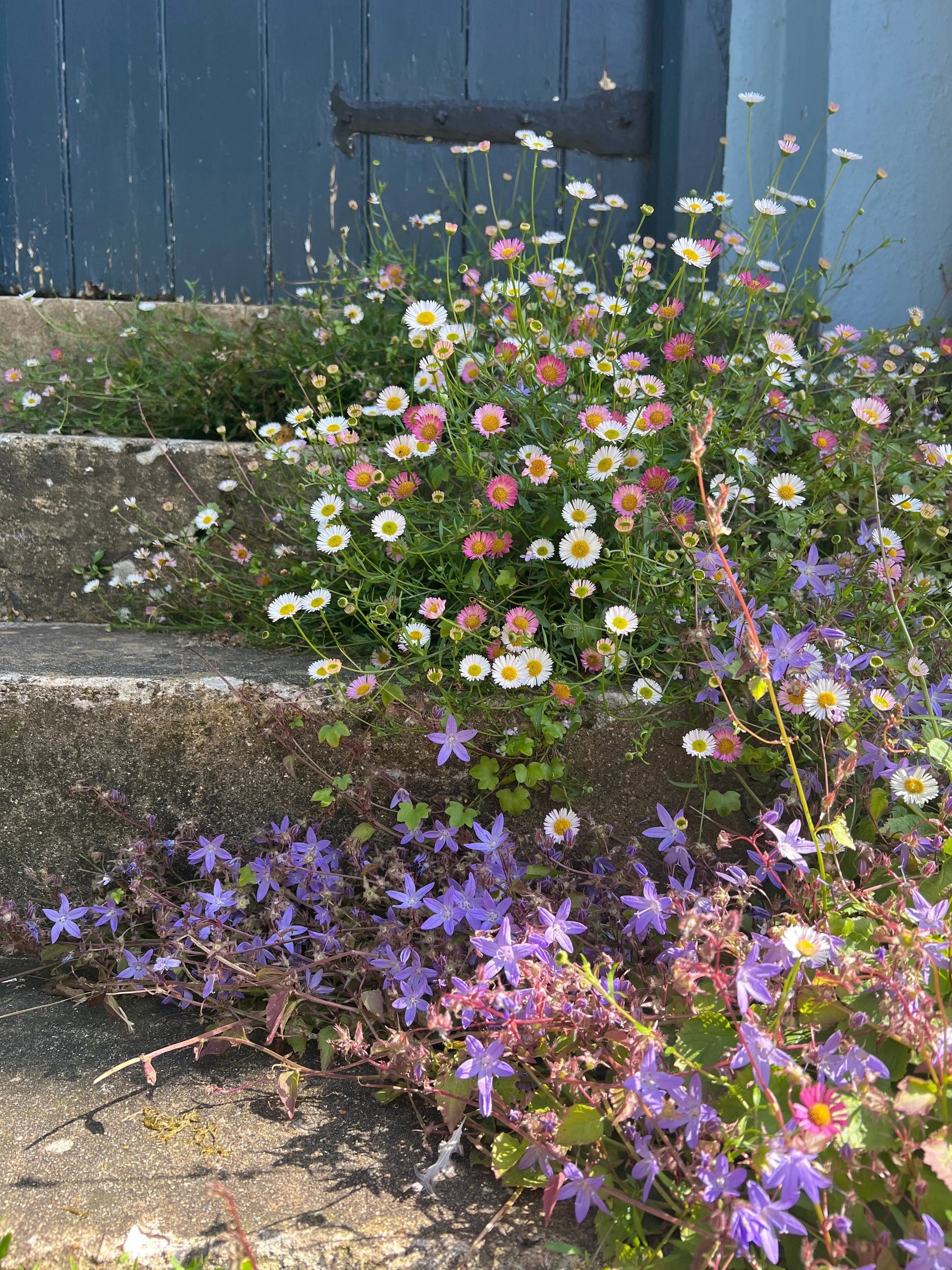 Erigeron karvinskianus Profusion - REGN