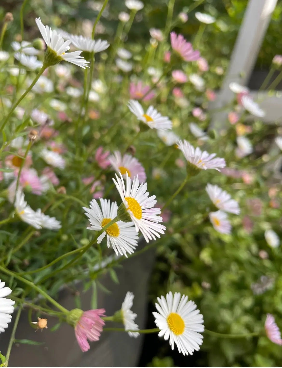 Erigeron karvinskianus Profusion - REGN