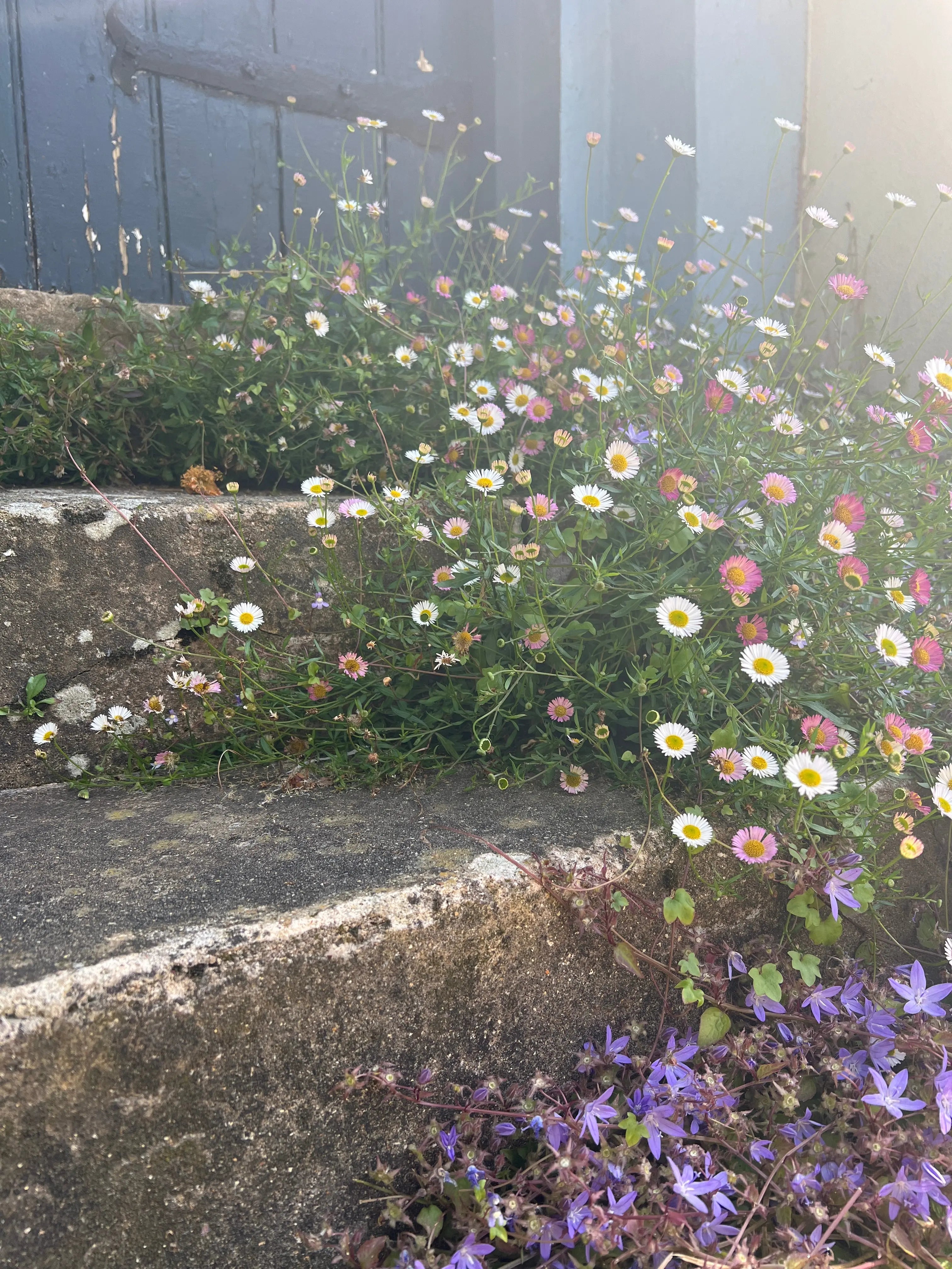 Erigeron karvinskianus Profusion - REGN