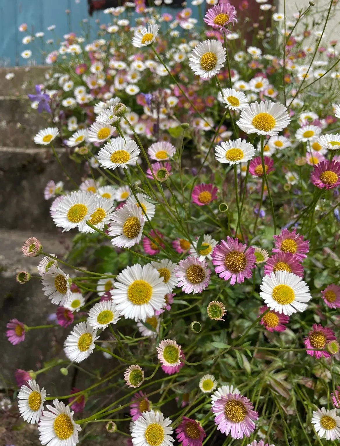 Erigeron karvinskianus Profusion - REGN