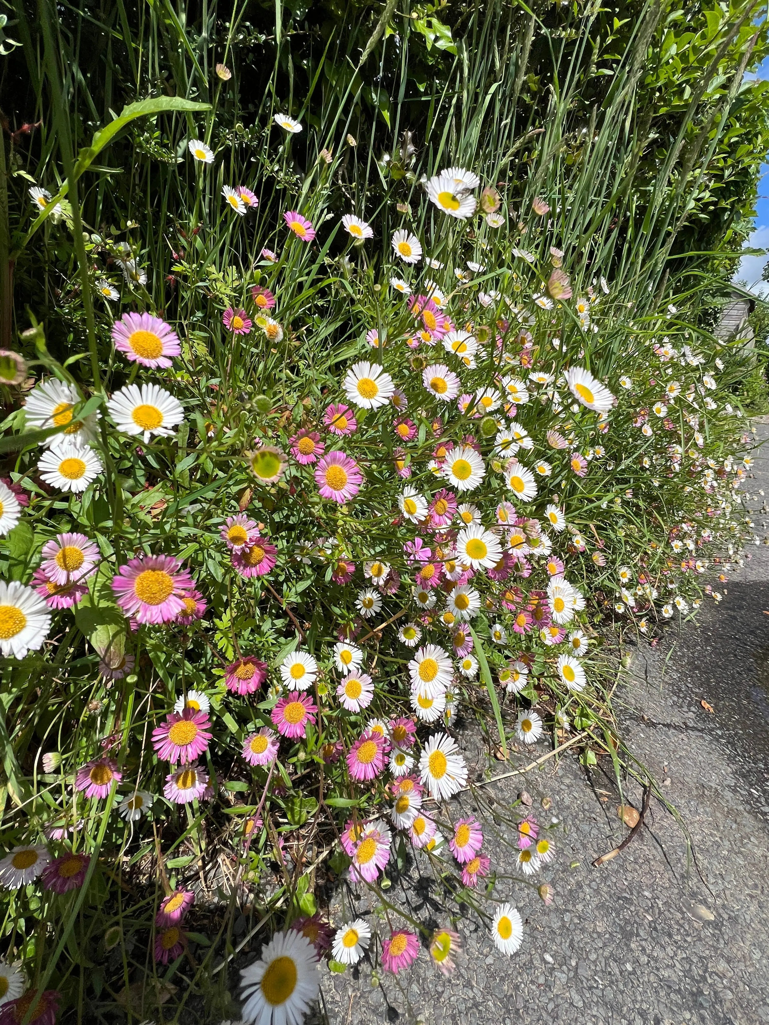 Erigeron karvinskianus Profusion - REGN