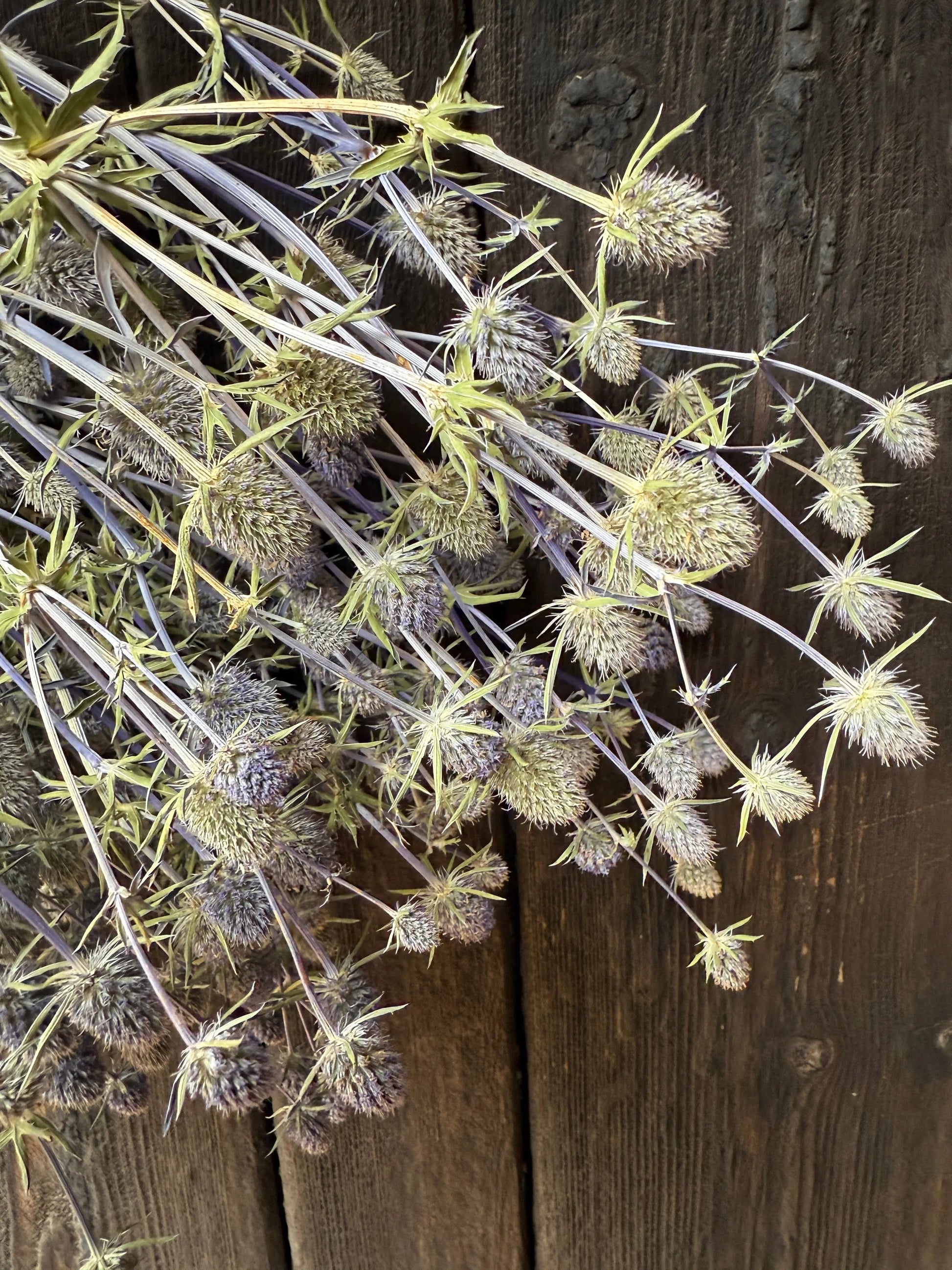 Erygnium (Sea Holly) Dried - REGN